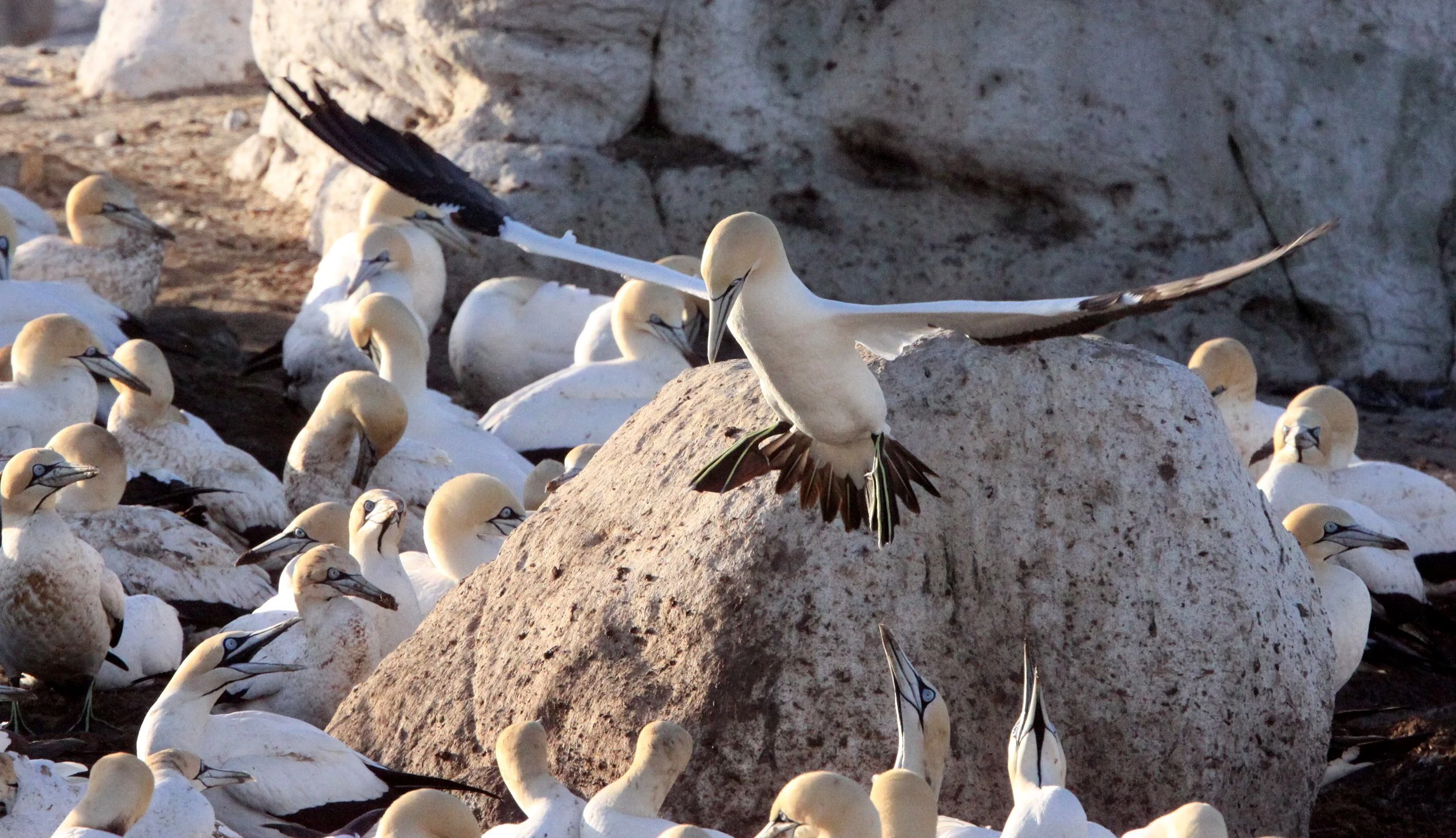Cape gannet (Morus capensis) Lambert's Bay South Africa (36).JPG