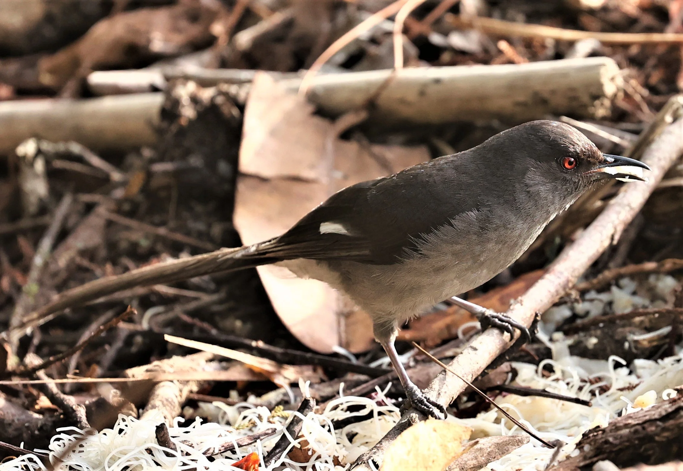 Heterophasia picaoides - LONG-TAILED SIBIA - FRASER'S HILL, MALAYSIA JUNE 2022 (21).jpg