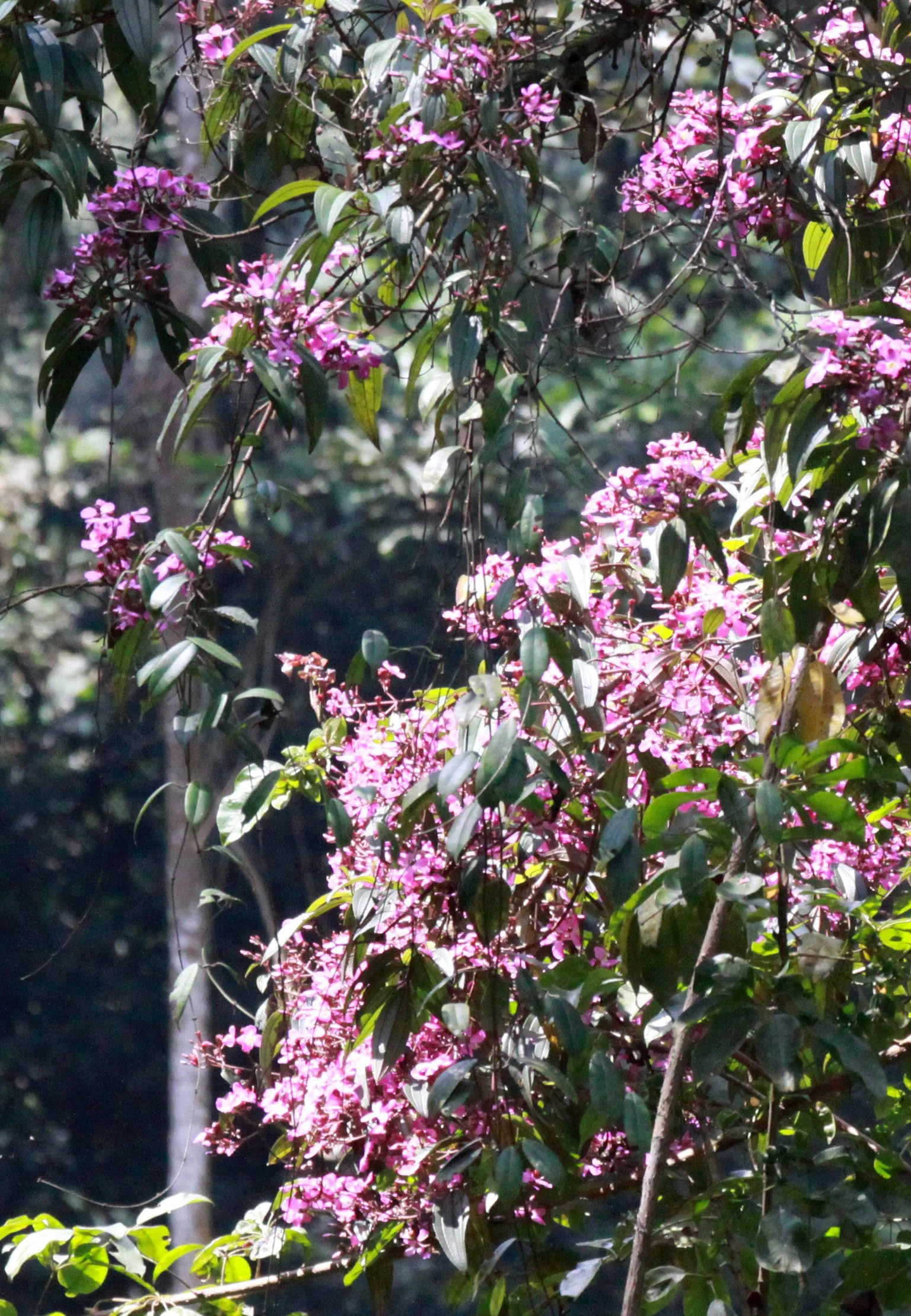 NYUNGWE NATIONAL PARK RWANDA (510).JPG