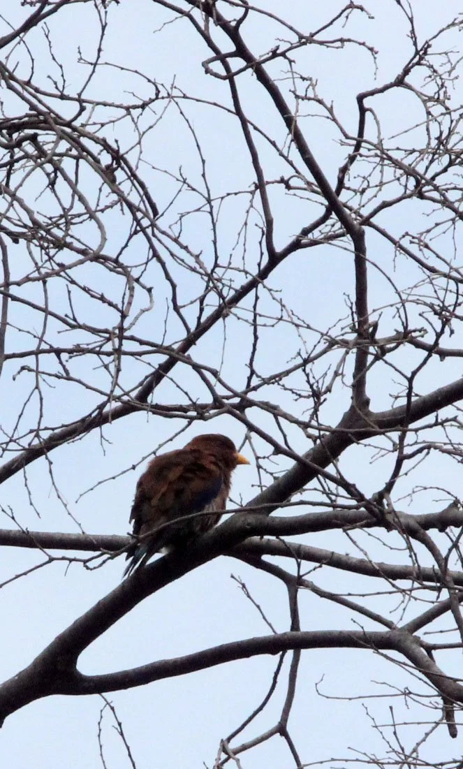 Broad-billed Roller (Eurytomus glaucurus) Lake Langano Ethiopia (2).JPG