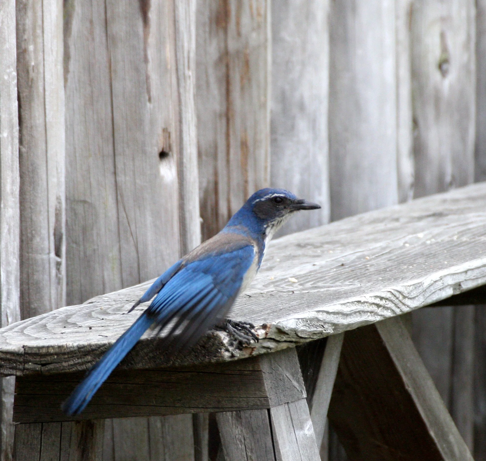 BIRD - JAY - SCRUB JAY - FORT VANCOUVER WA (2).JPG