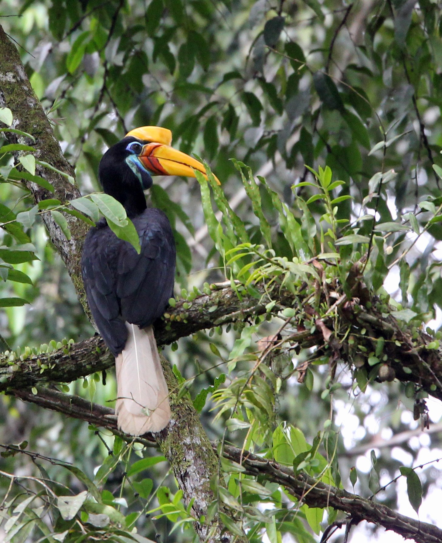 Rhyticeros cassidix - SULAWESI WRINKLED (KNOBBED) HORNBILL - NANTU NATIONAL NATURE RESERVE SULAWESI INDONESIA (7).JPG