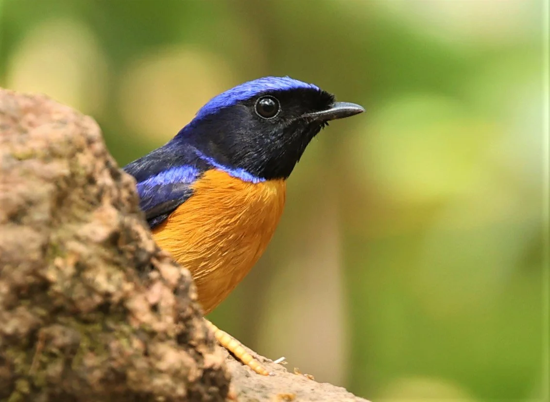 NILTAVA - RUFOUS-BELLIED NILTAVA - Niltava sundar - DOI SAN JU (DOI LANG WEST) FEB 2022 (4).jpg