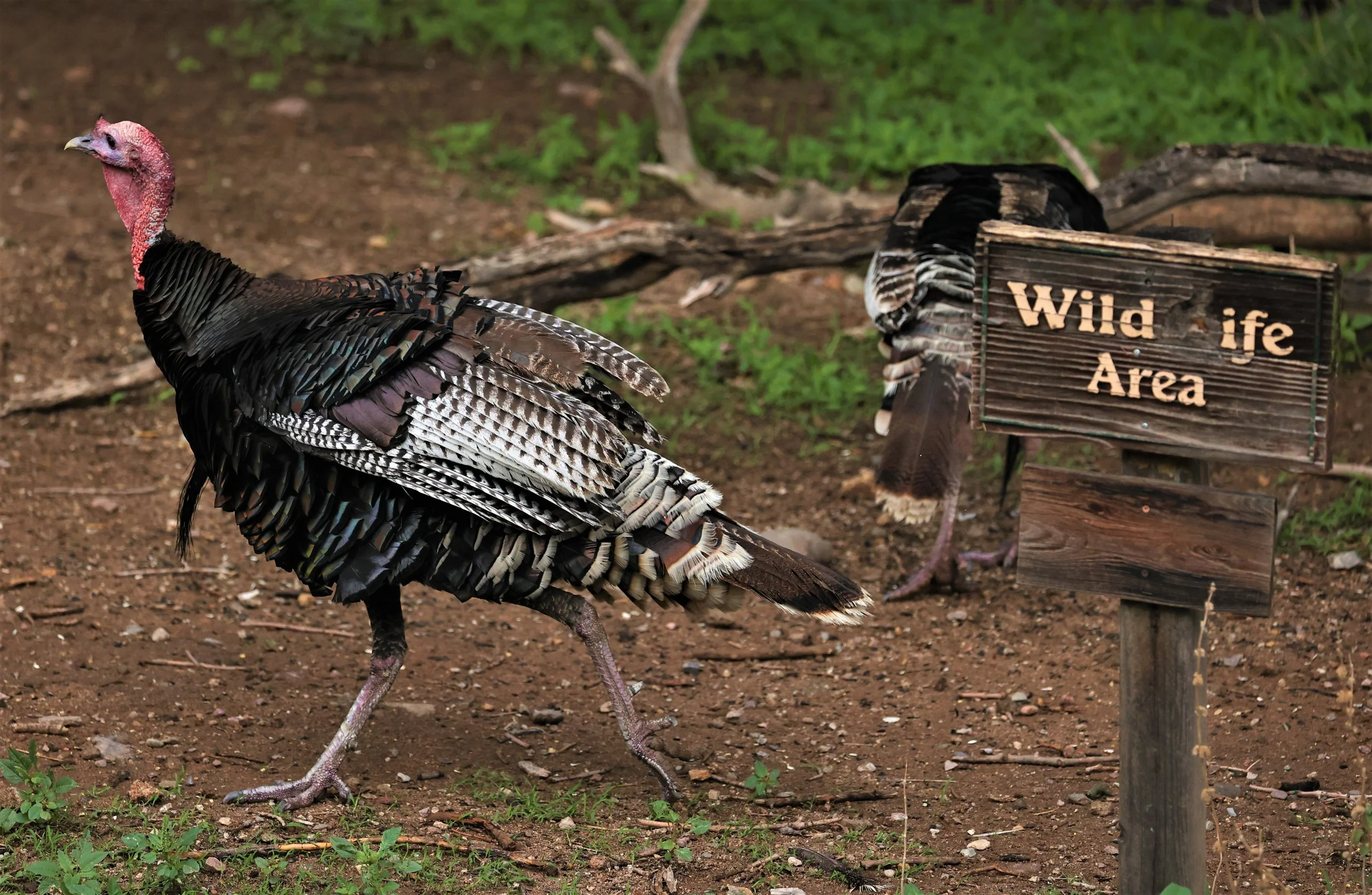 Birds of Madera Canyon Arizona — Coke Smith Wildlife