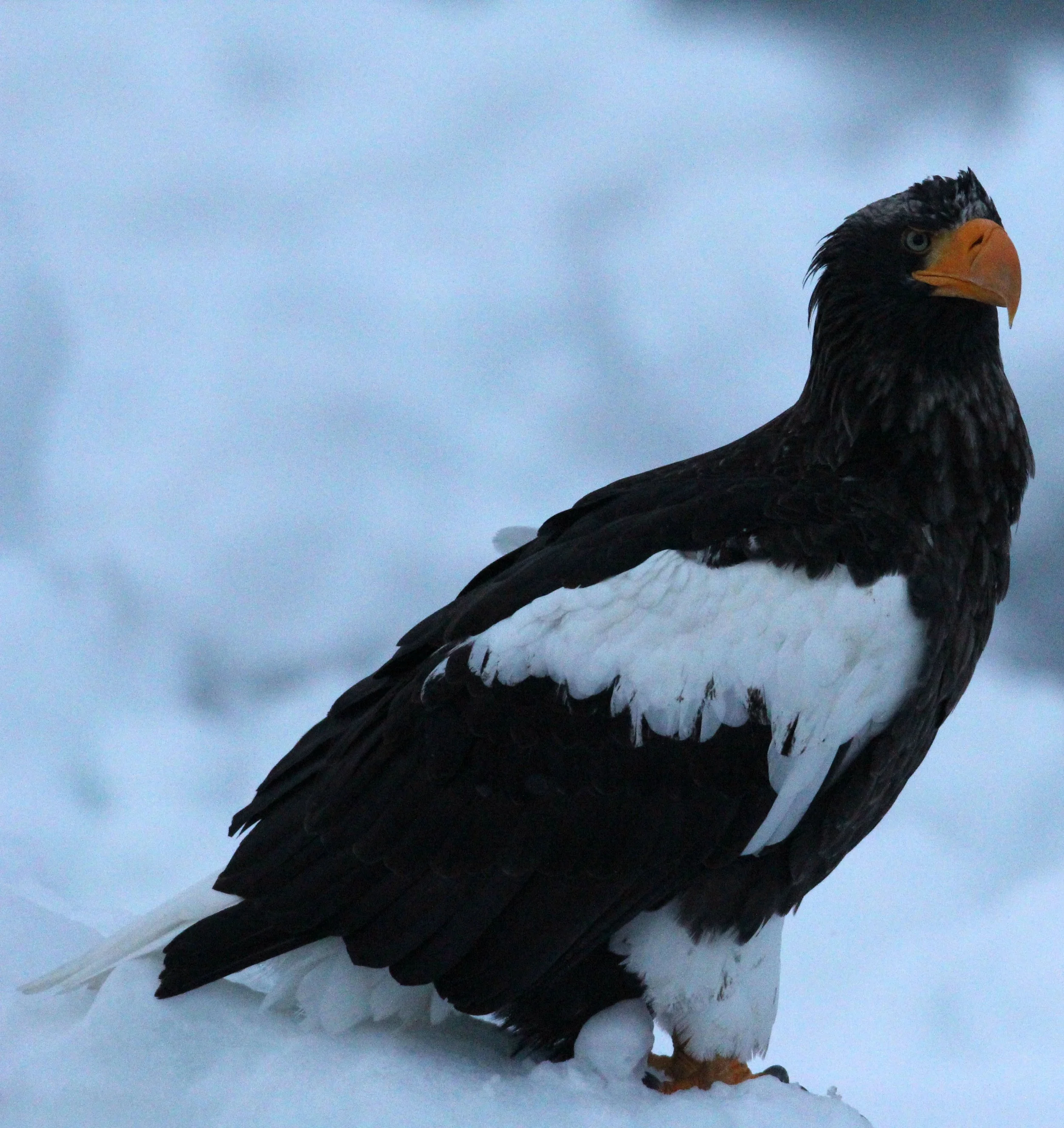 Haliaeetus pelagicus - STELLER'S SEA EAGLE - RAUSU, SHIRETOKO PENINSULA, HOKKAIDO JAPAN (233).JPG