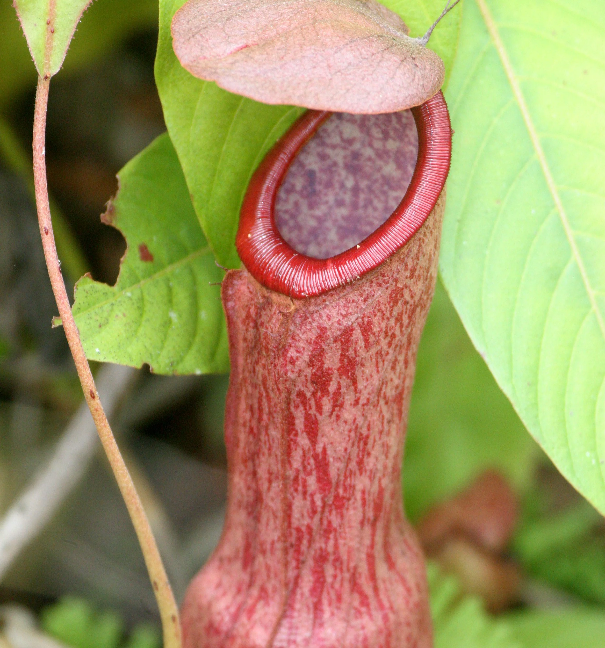 TABIN WILDLIFE RESERVE BORNEO - NEPENTHES SPECIES - PITCHER PLANT (8).JPG