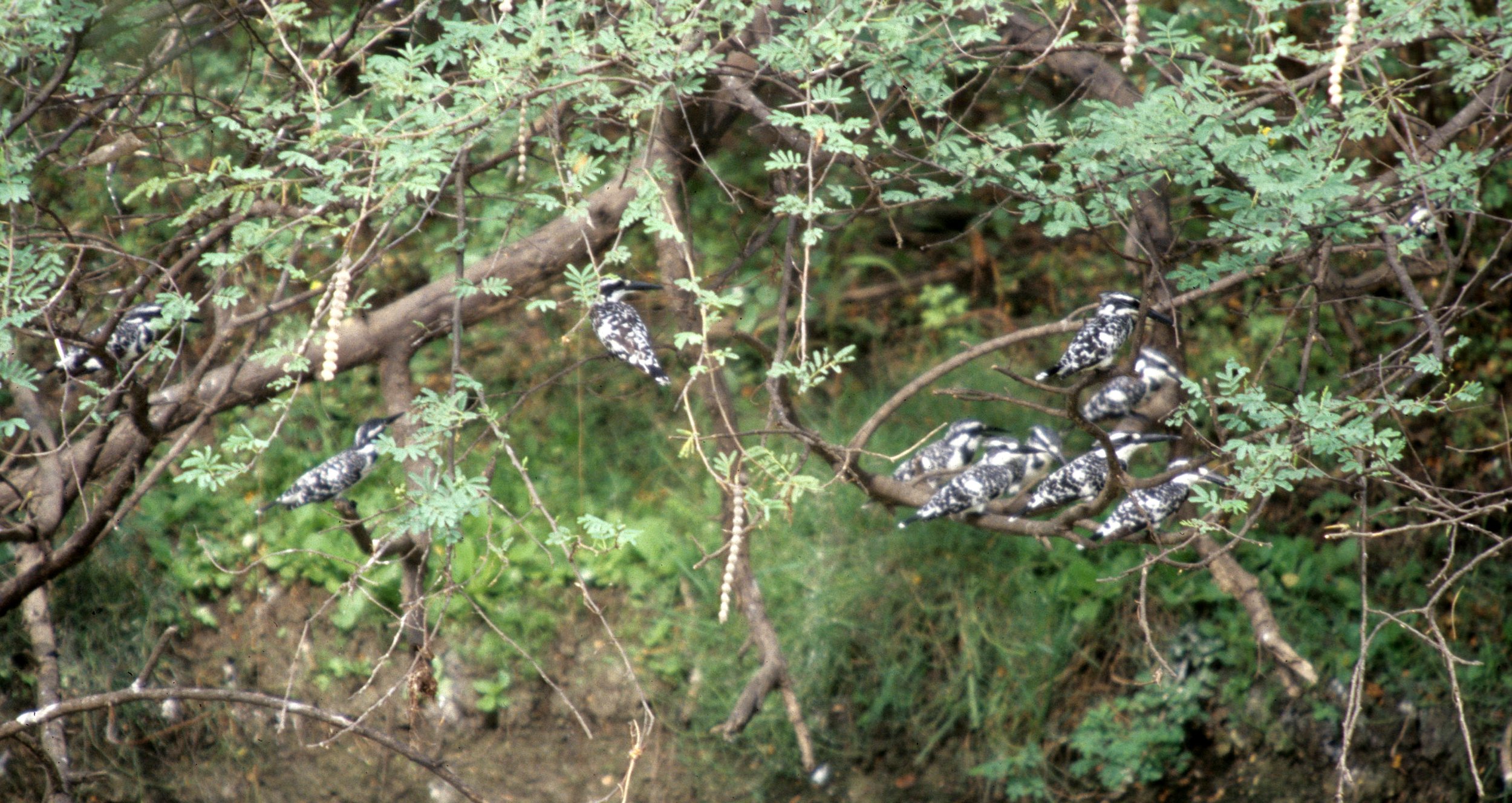 BIRD - KINGFISHER - PIED KINGFISHERS - KALEODEO INDIA.jpg