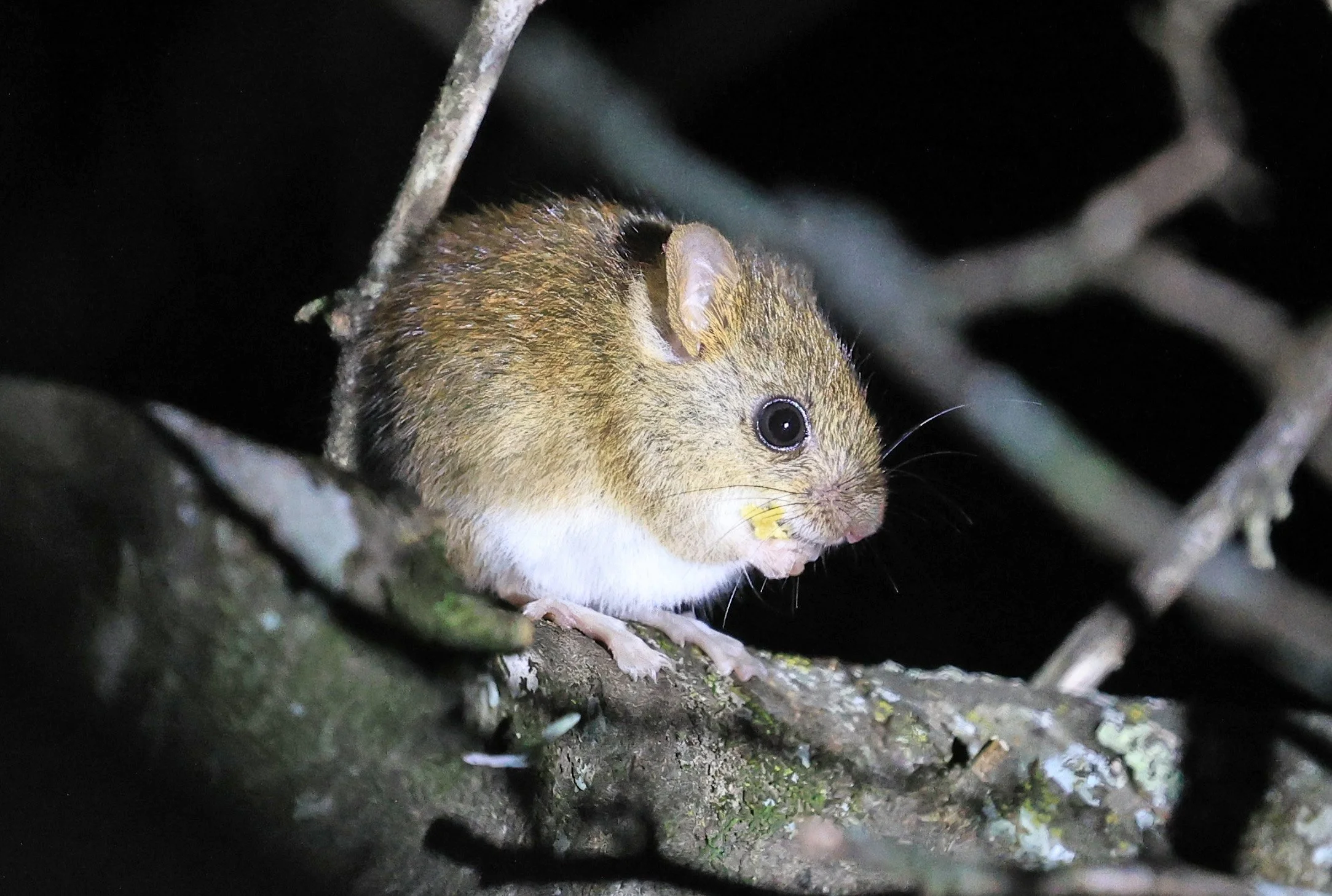 Chacoan pygmy rice rat (Oligoryzomys chacoensis) Reserva Nueland  Selva Serena (100).jpg
