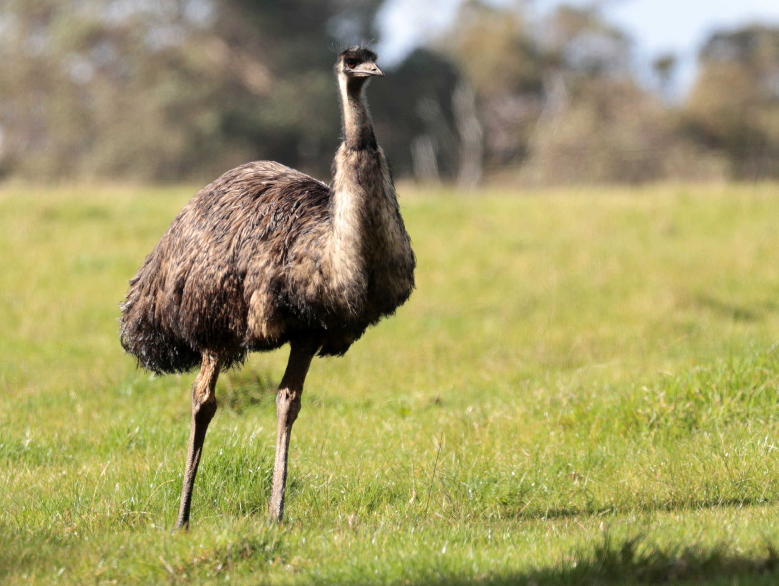 Emu (Dromaius novaehollandiae) Mt Frankland NP - Western Australia (26).jpg