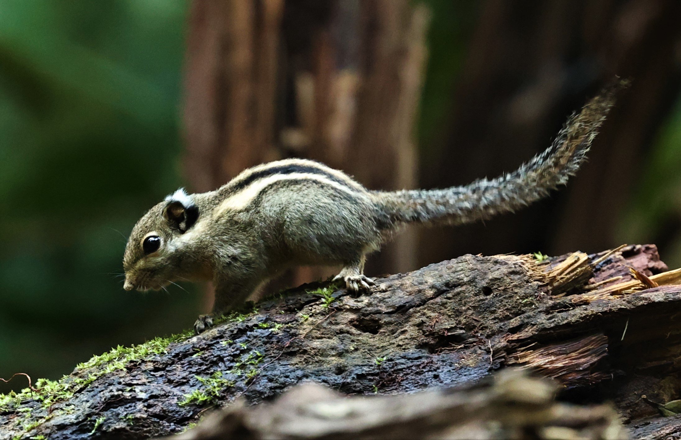 Tamiops mcclellandii - HIMALAYAN STRIPED SQUIRREL - BUKIT TINGGI MALAYSIA JUNE 2022 (18).jpg