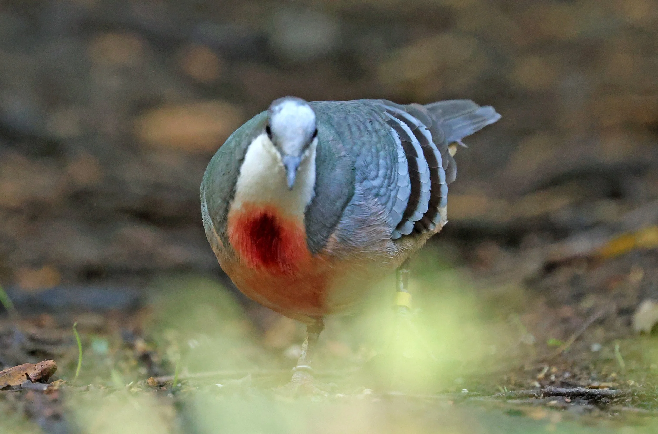 Luzon bleeding-heart dove (Gallicolumba luzonica) Lone Pine Wildlife Sanctuary Brisbane - Queensland 