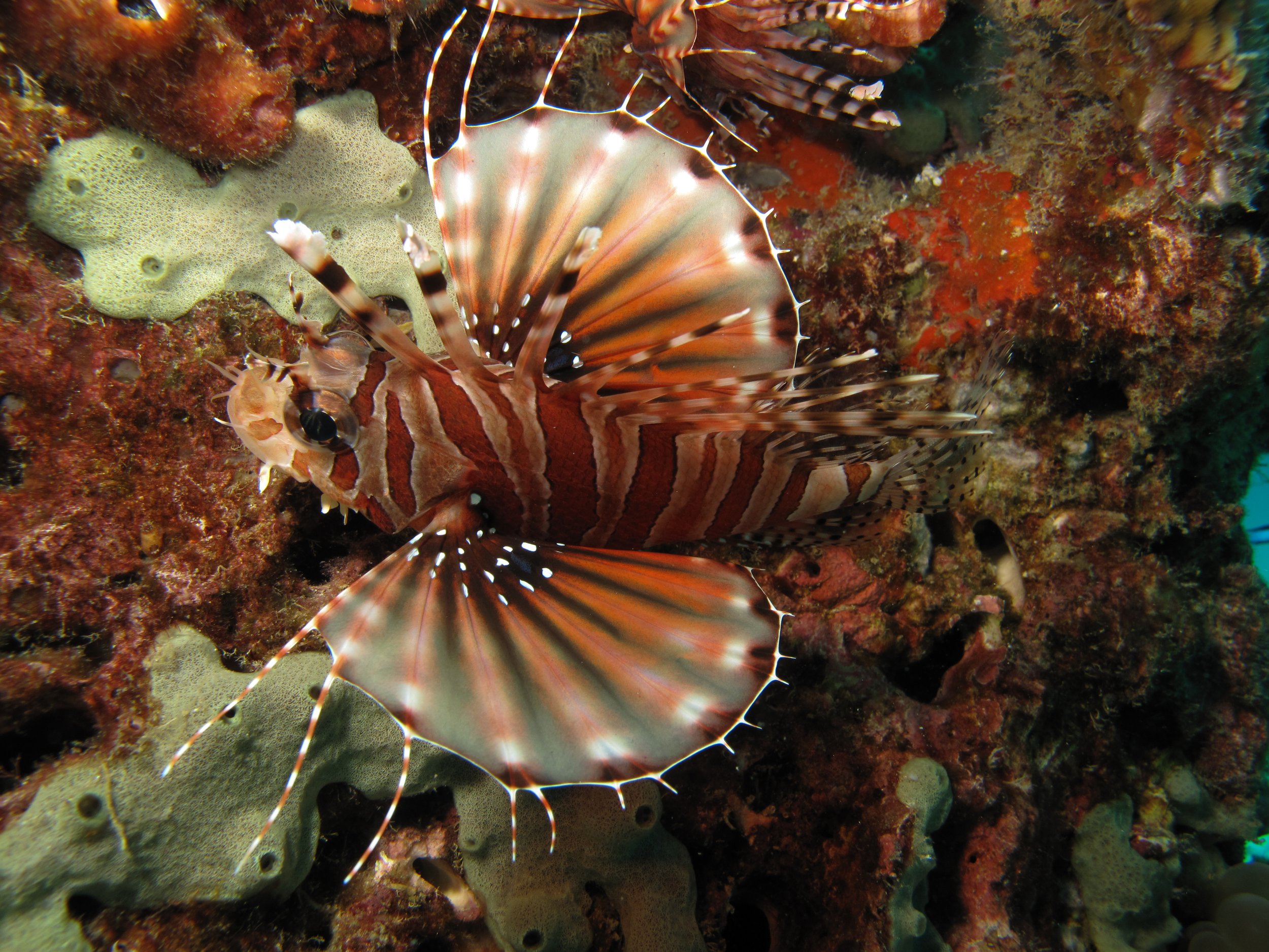 2013 Diving Koh Lanta (82).jpg
