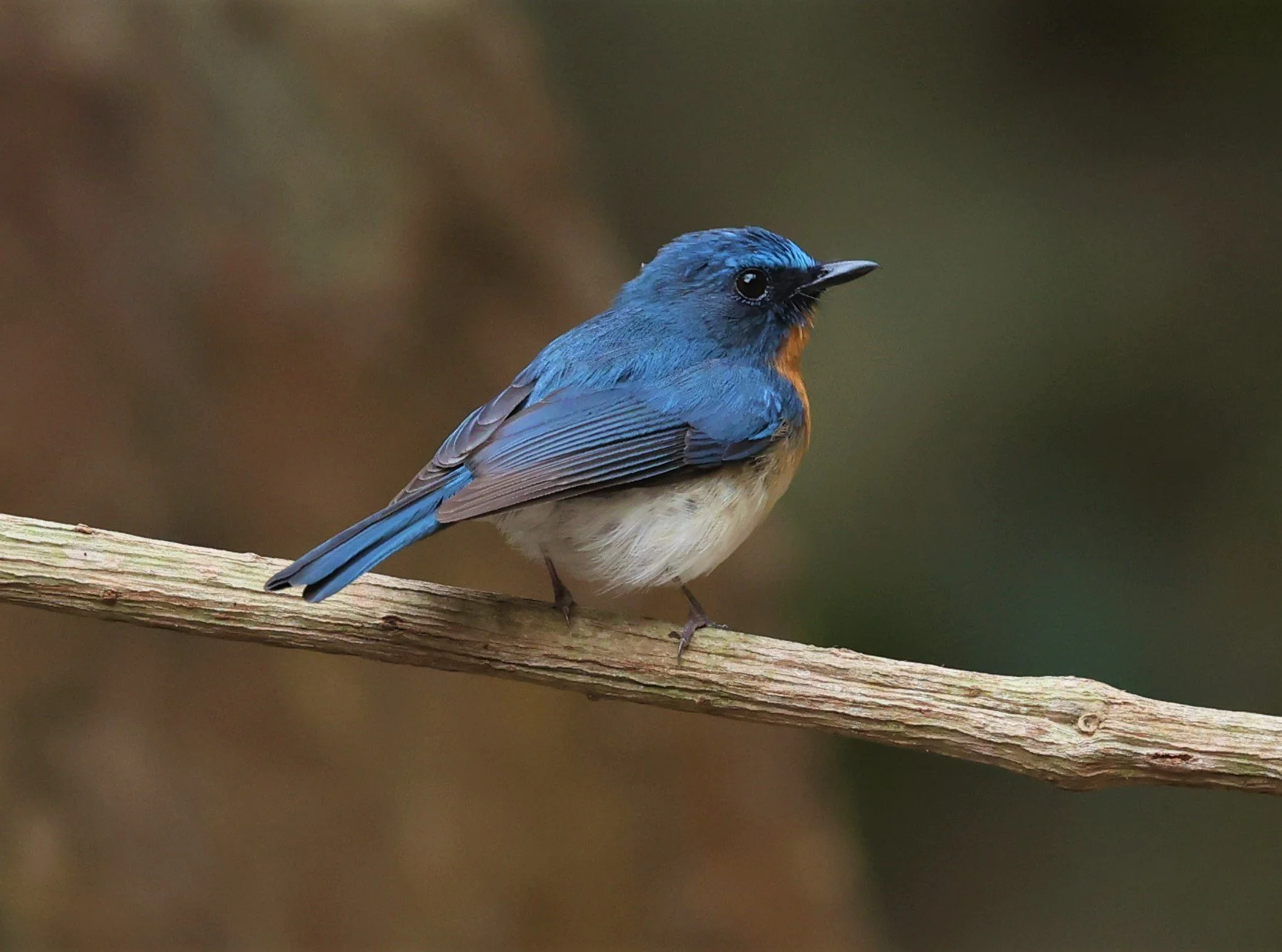 FLYCATCHER - INDOCHINESE BLUE-FLYCATCHER - Cyornis sumatrensis - SRI SATCHANALAI NP MANAO WATERHOLE MAY 1 2022 (95).jpg