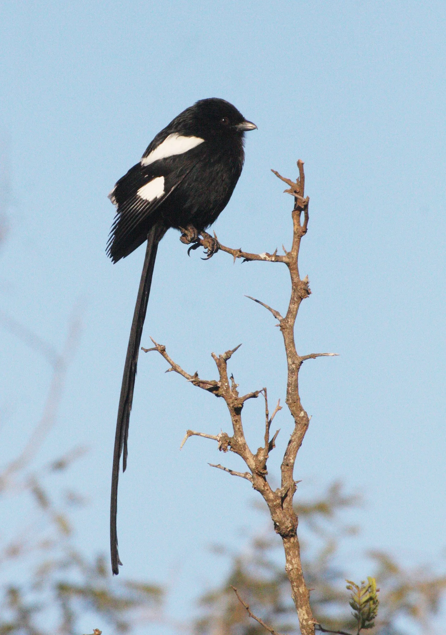 Magpie (Long-tailed) Shrike (Lanius melanoleucus) Kruger NP South Africa (1).JPG