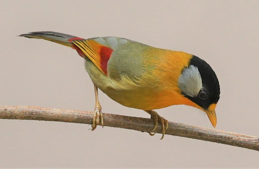MESIA - SILVER-EARED MESIA - Leiothrix argentauris - DOI ANG KHANG CHIANG MAI FEB 2022 (13).jpg