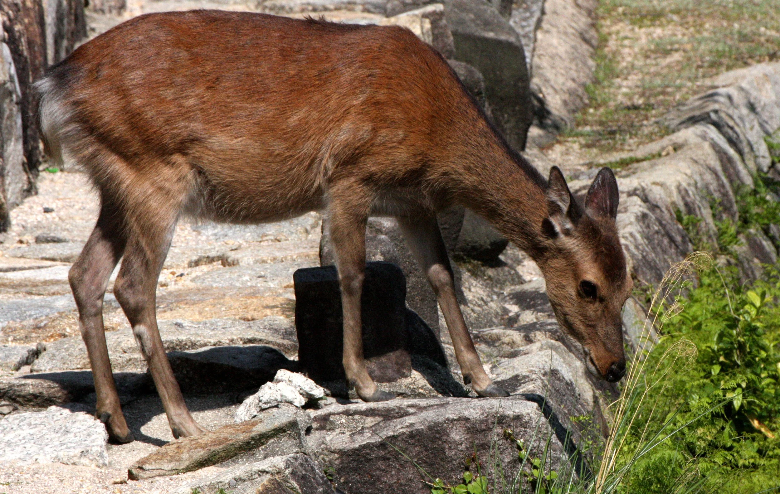 CERVID - DEER - SIKA DEER - JAPANESE SIKA DEER - CERVUS NIPPON NIPPON - MIYAJIMA ISLAND JAPAN (4).JPG