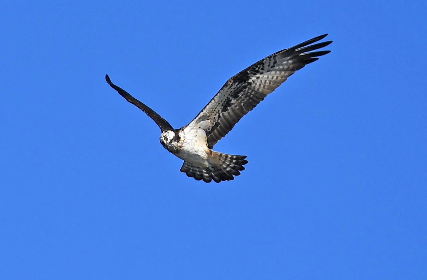 Western osprey (Pandion haliaetus) Shimotonda Sadowaracho Birding Ponds Miyazaki Kyushu Japan (2).jpg