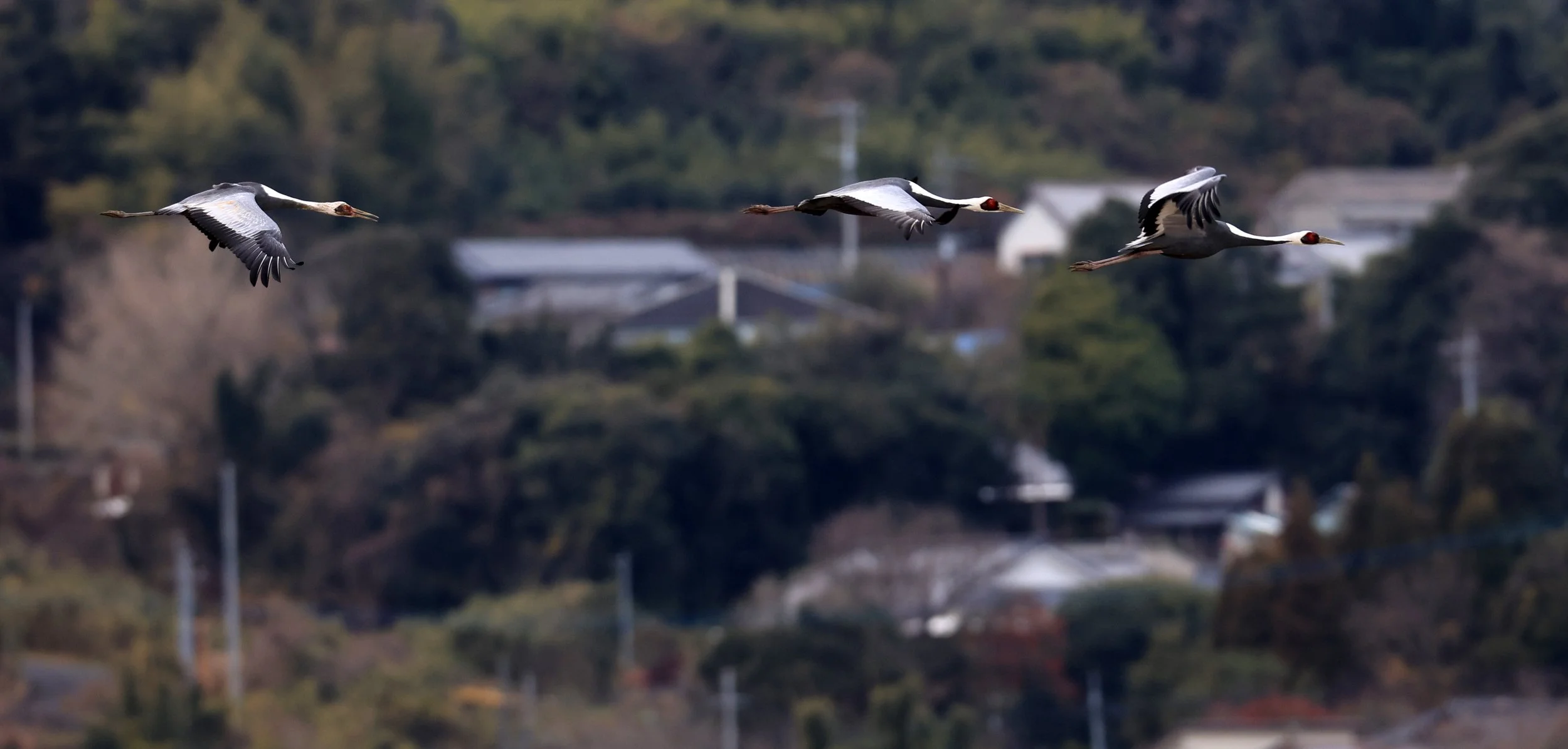 White-naped Crane (Antigone vipio) Izumi Crane Park & Center, Izumi Kagoshima Kyushu Japan (208).jpg