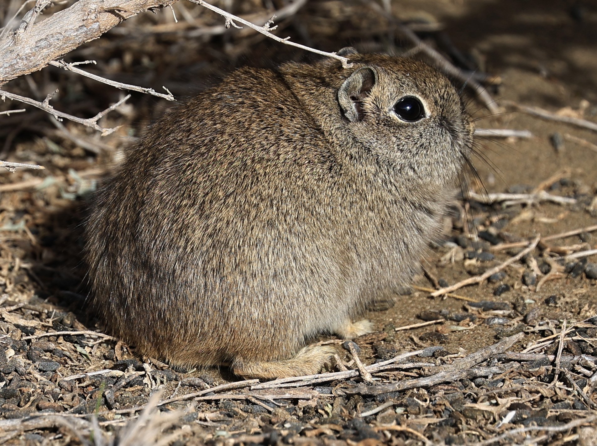 Southern Mountain Cavy (Microcavia australis) Valdes Peninsula, Chubut Province, Argentina Day 2 (1 (103).jpg