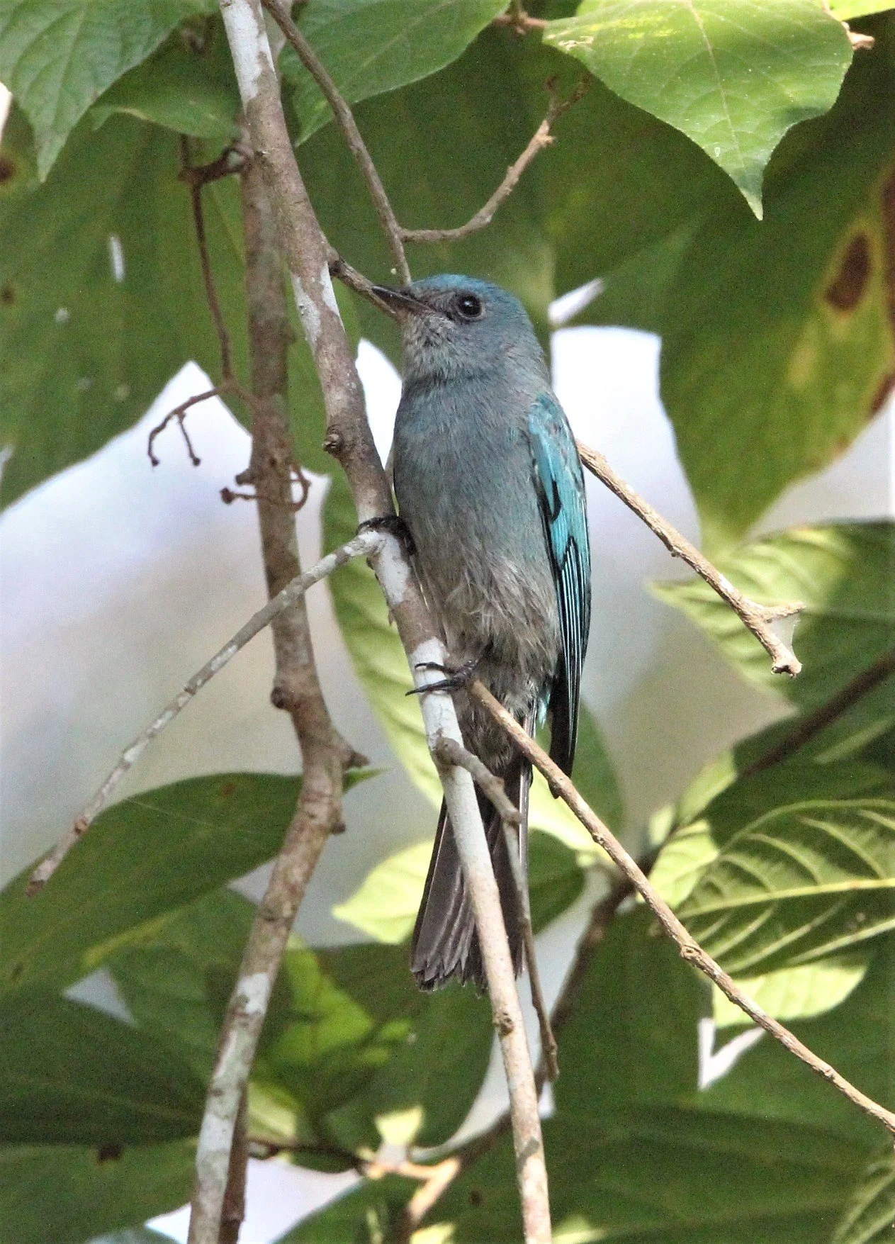 FLYCATCHER - VERDITER FLYCATCHER - Eumyias thalassina - KAENG KRACHAN NP THAILAND (7).jpg