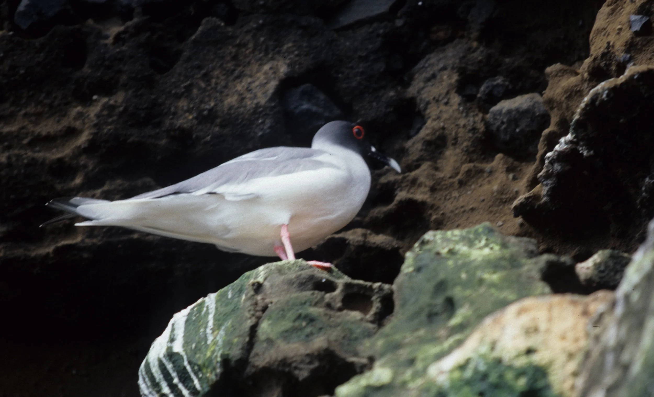 BIRD - GULL - SWALLOW-TAILED - GALAPAGOS C.jpg