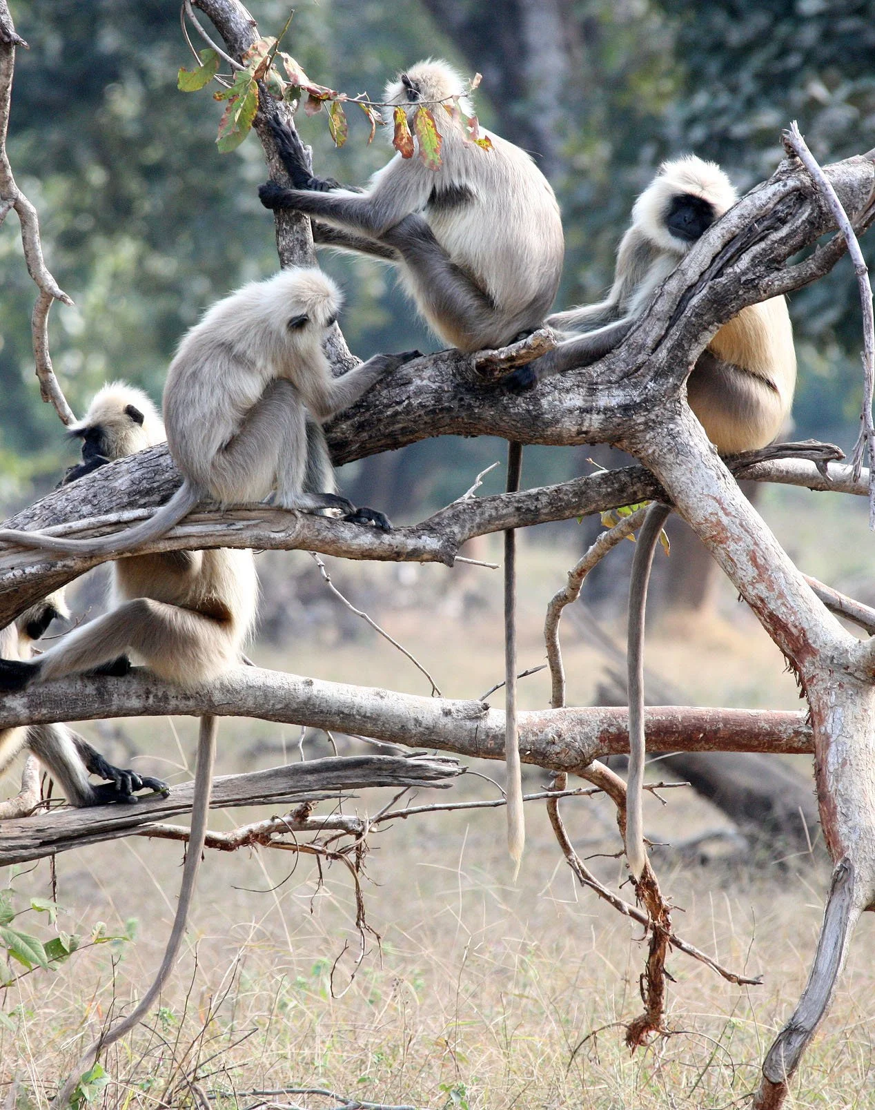 CERCOPITHECIDAE - Semnopithecus entellus - BENGAL SACRED (HANUMAN NORTHERN PLAINS GREY) LANGUR - BANDHAVGAR NATIONAL PARK MADHYA PRADESH INDIA (44).JPG