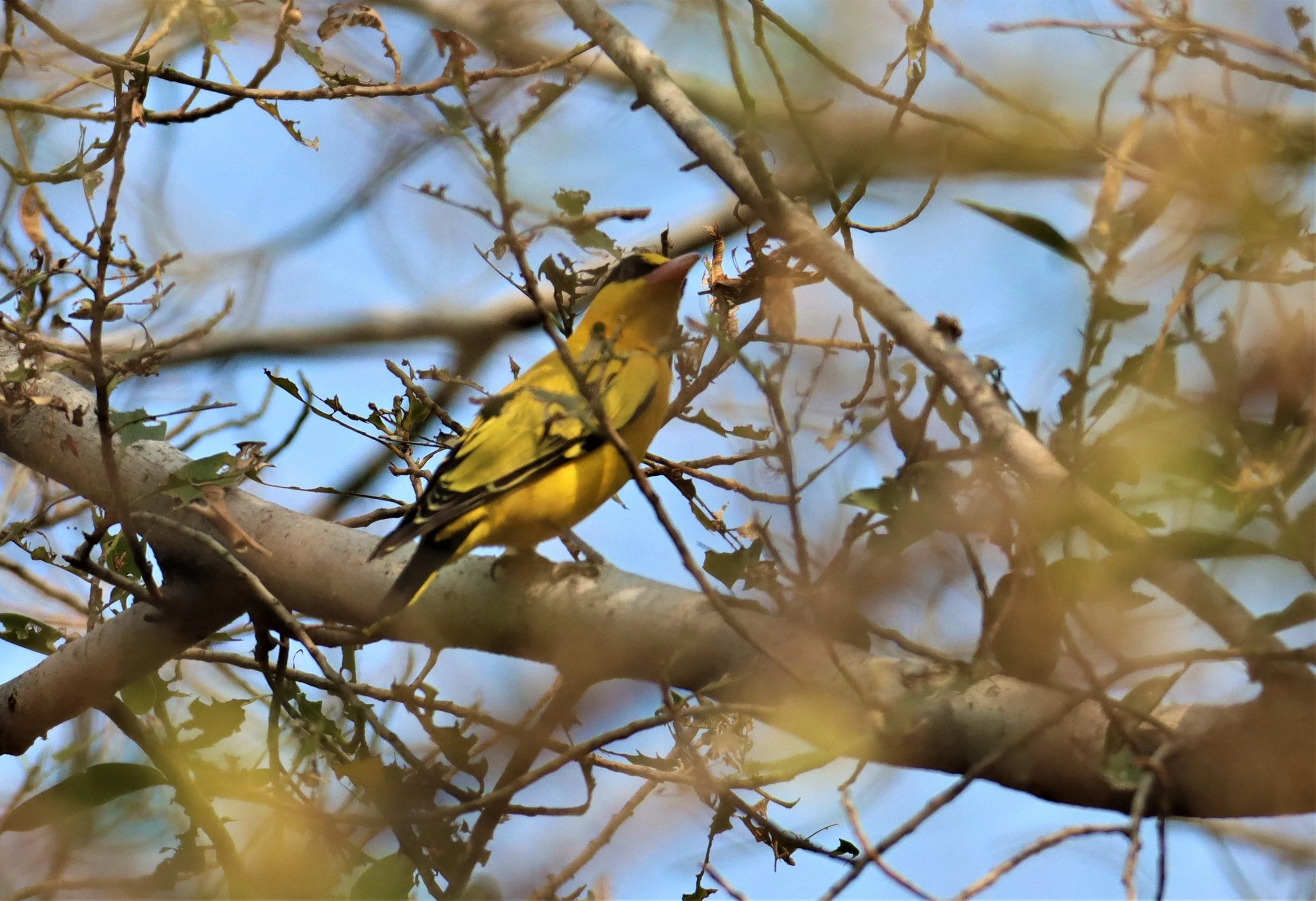 Black-napped Oriole (Oriolus chinensis) Rama 9 Park Bangkok (7).jpg