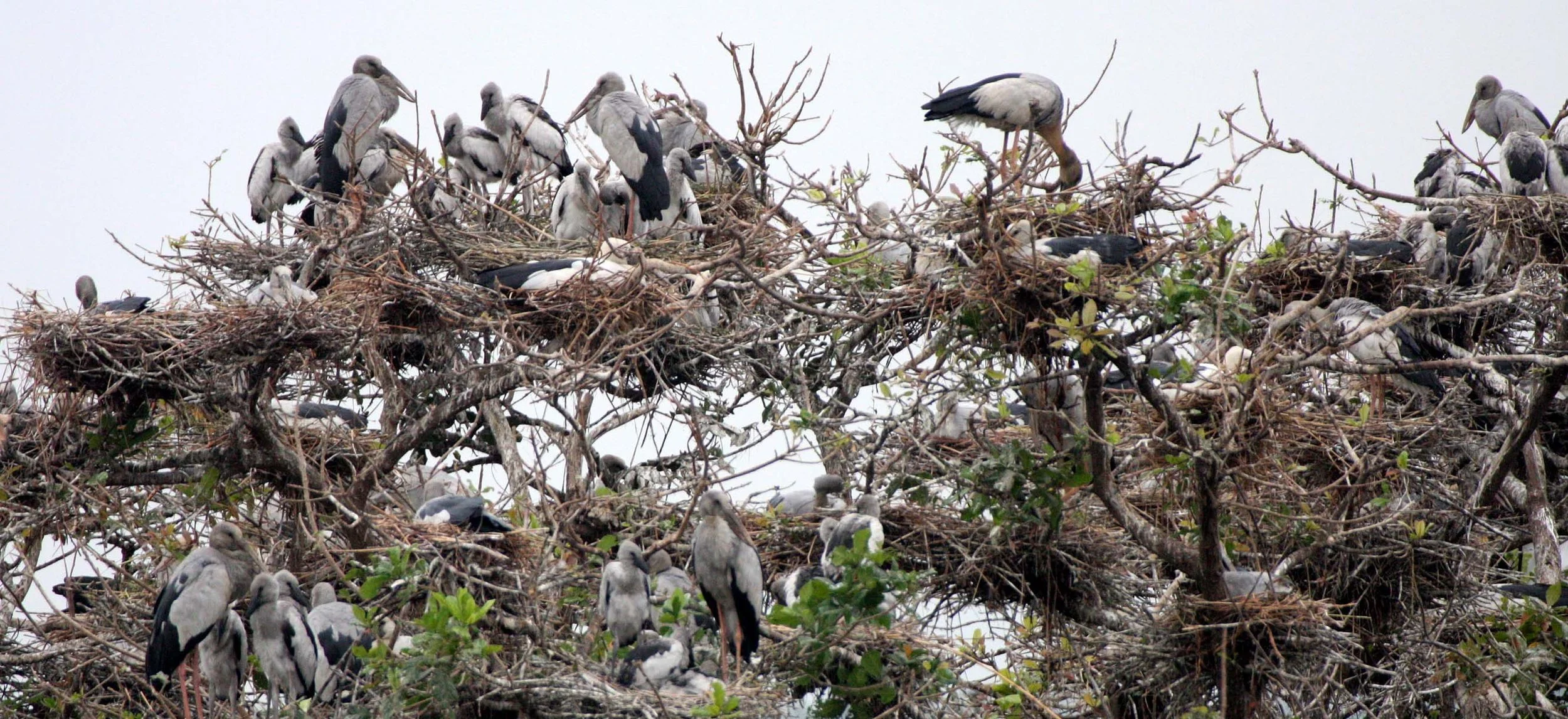 STORK - ASIAN OPENBILL - Anastomus oscitans - ROOKERY IN BUENG BORAPHET THAILAND - CHRISTMAS IN THAILAND TRIP 2008 (11).JPG