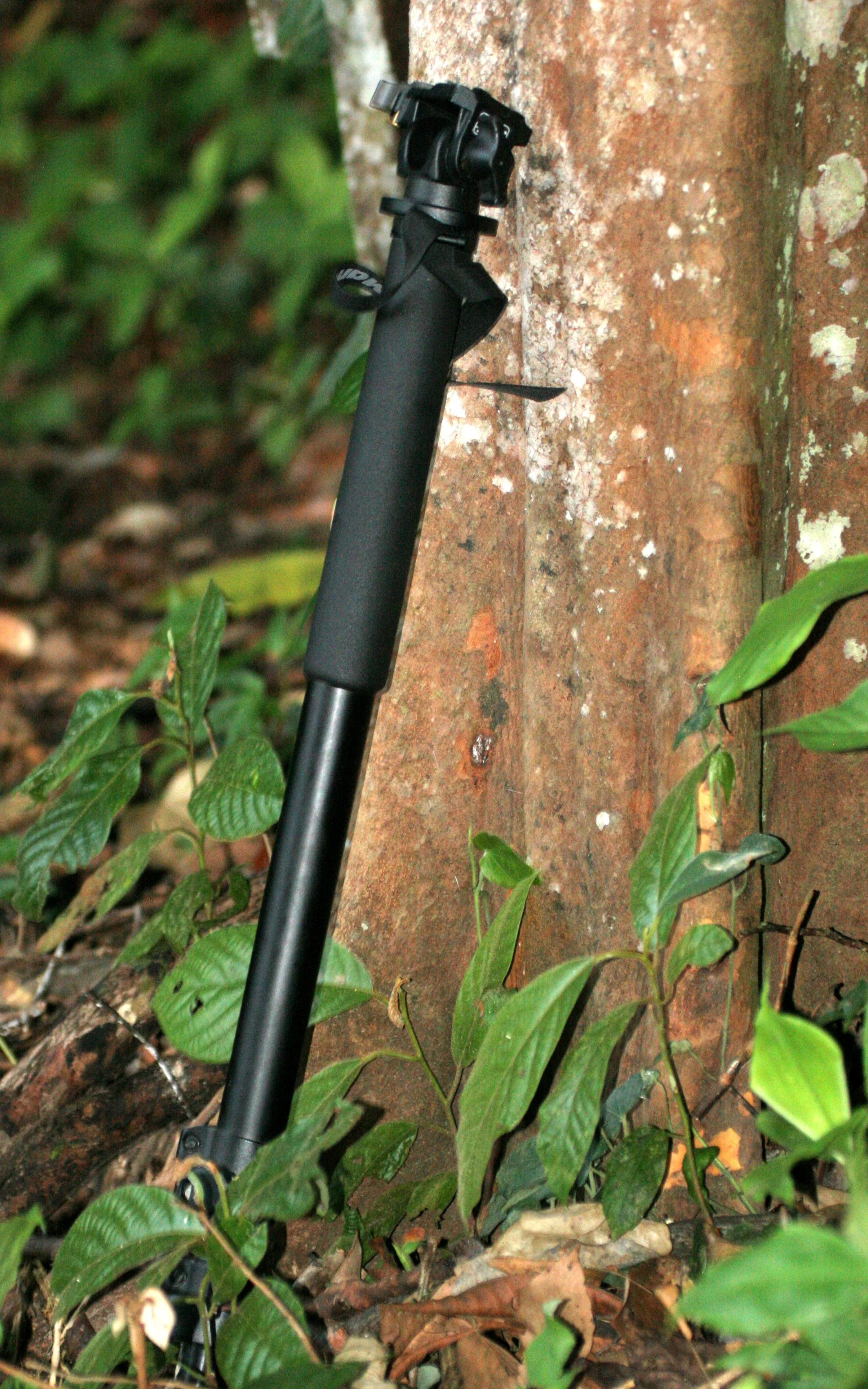 DANUM VALLEY BORNEO - LOST MONOPOD.JPG