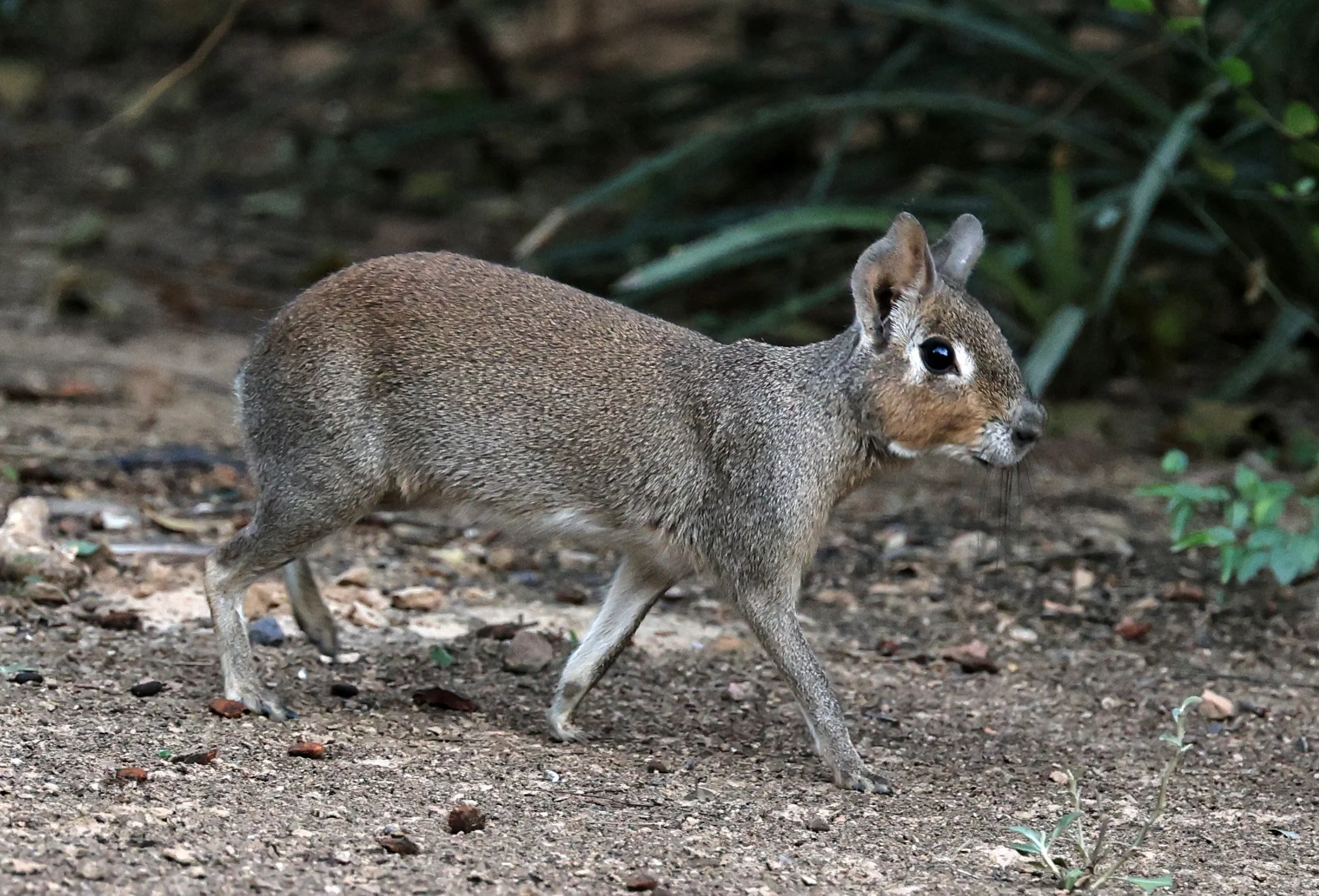 Chacoan Mara (Dolichotis salinicola) Hotel Campestre Iparoma Paraguay (20).jpg