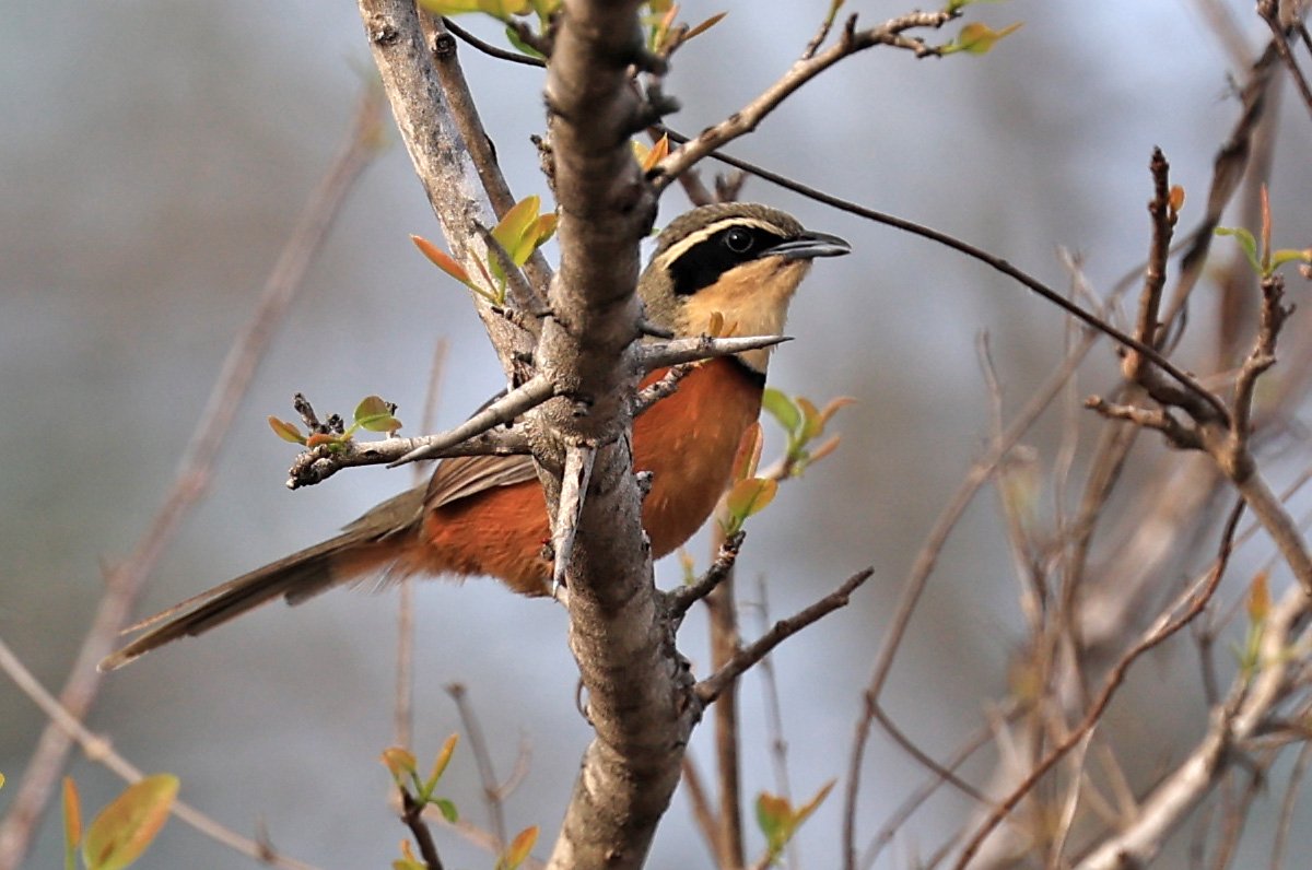 Olive-crowned Crescentchest (Melanopareia maximiliani) Selva Serena Natural Reserve (4).jpg