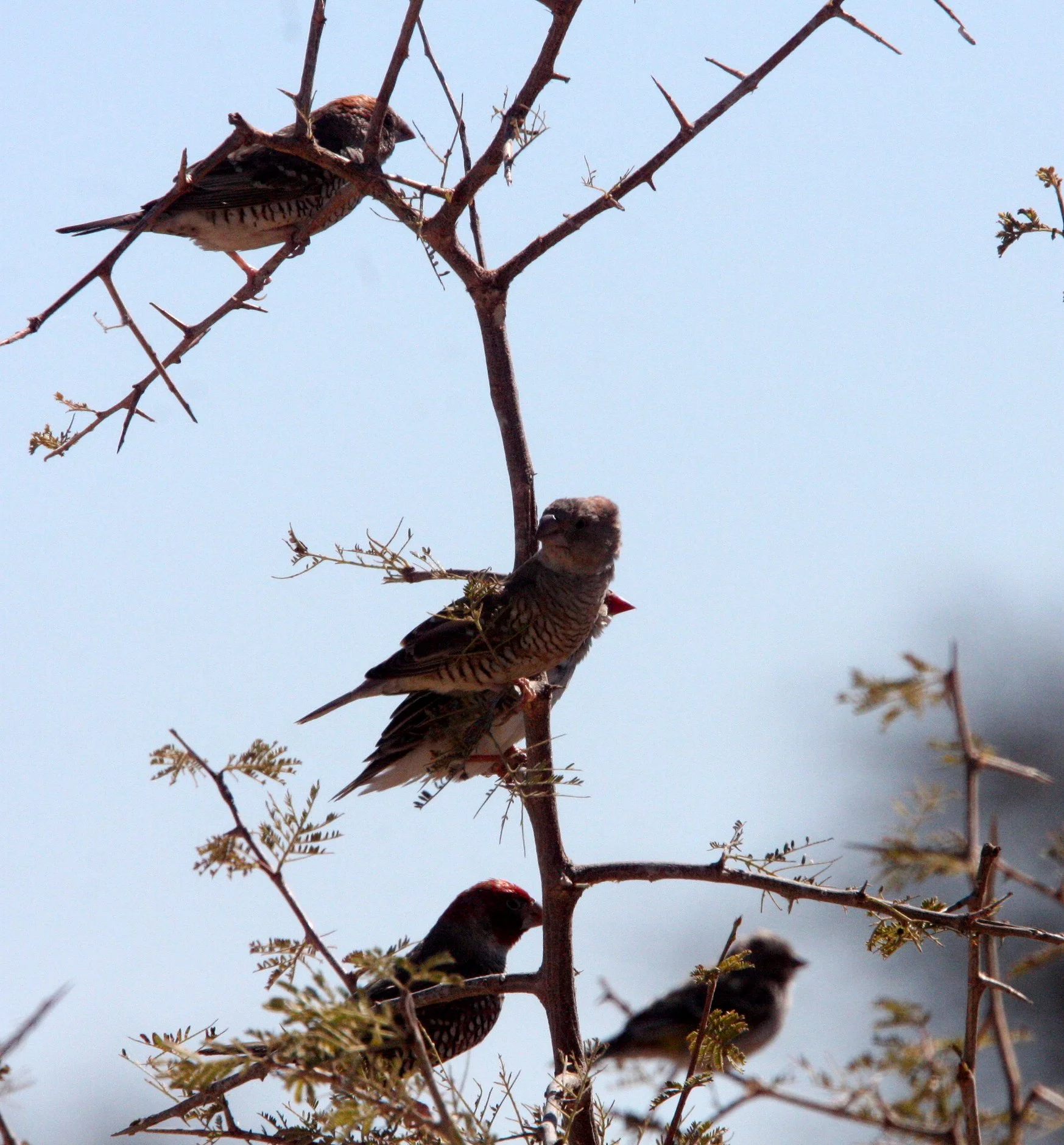 Red-headed Finch (Amadina erythrocephala) Etosha NP, Namibia (1).JPG