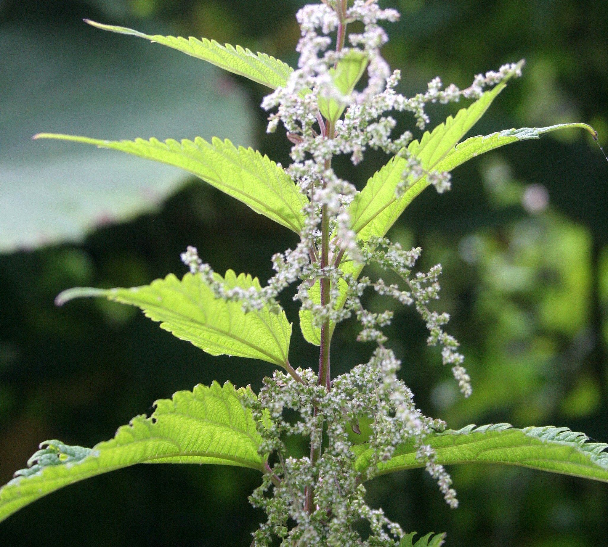 KURIL ISLANDS - FLORA  (41).jpg