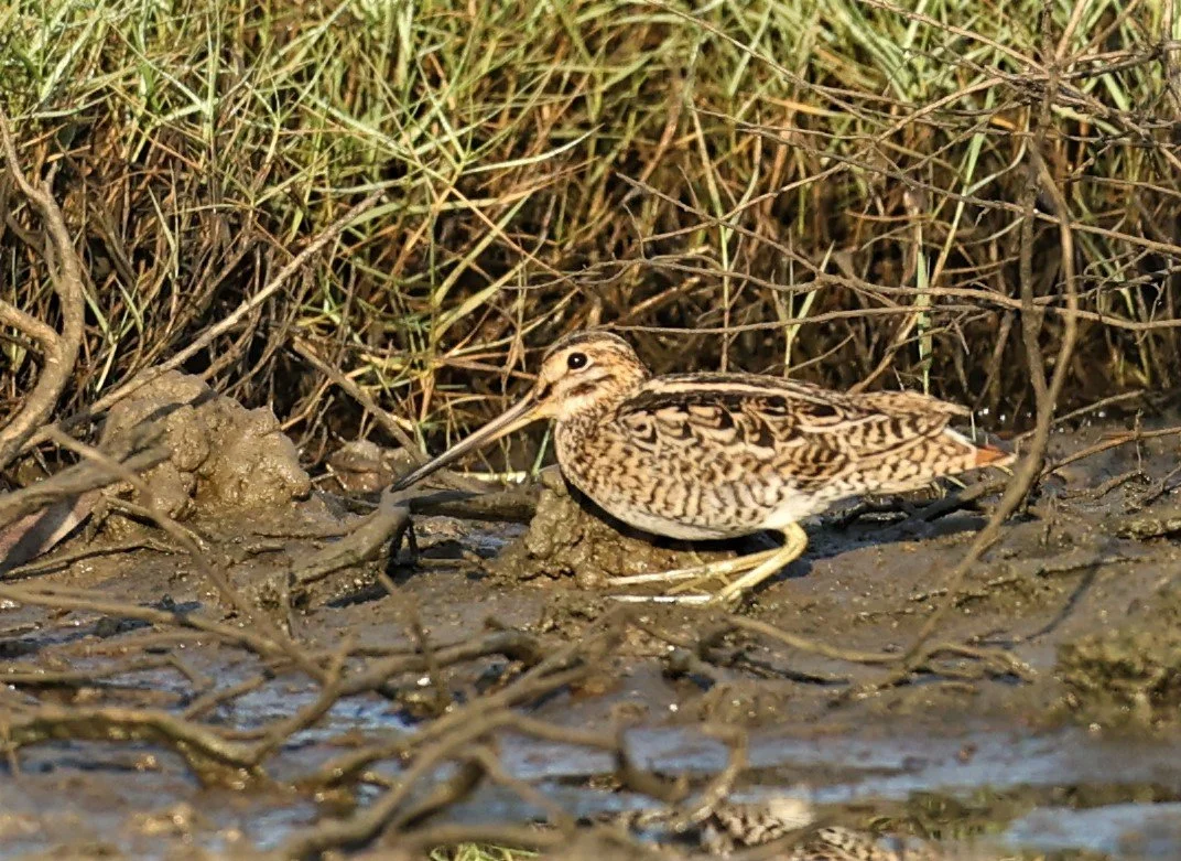 SNIPE - COMMON SNIPE - Gallinago gallinago - KHAO SAM ROI YOD DEC 2022  (3).jpg
