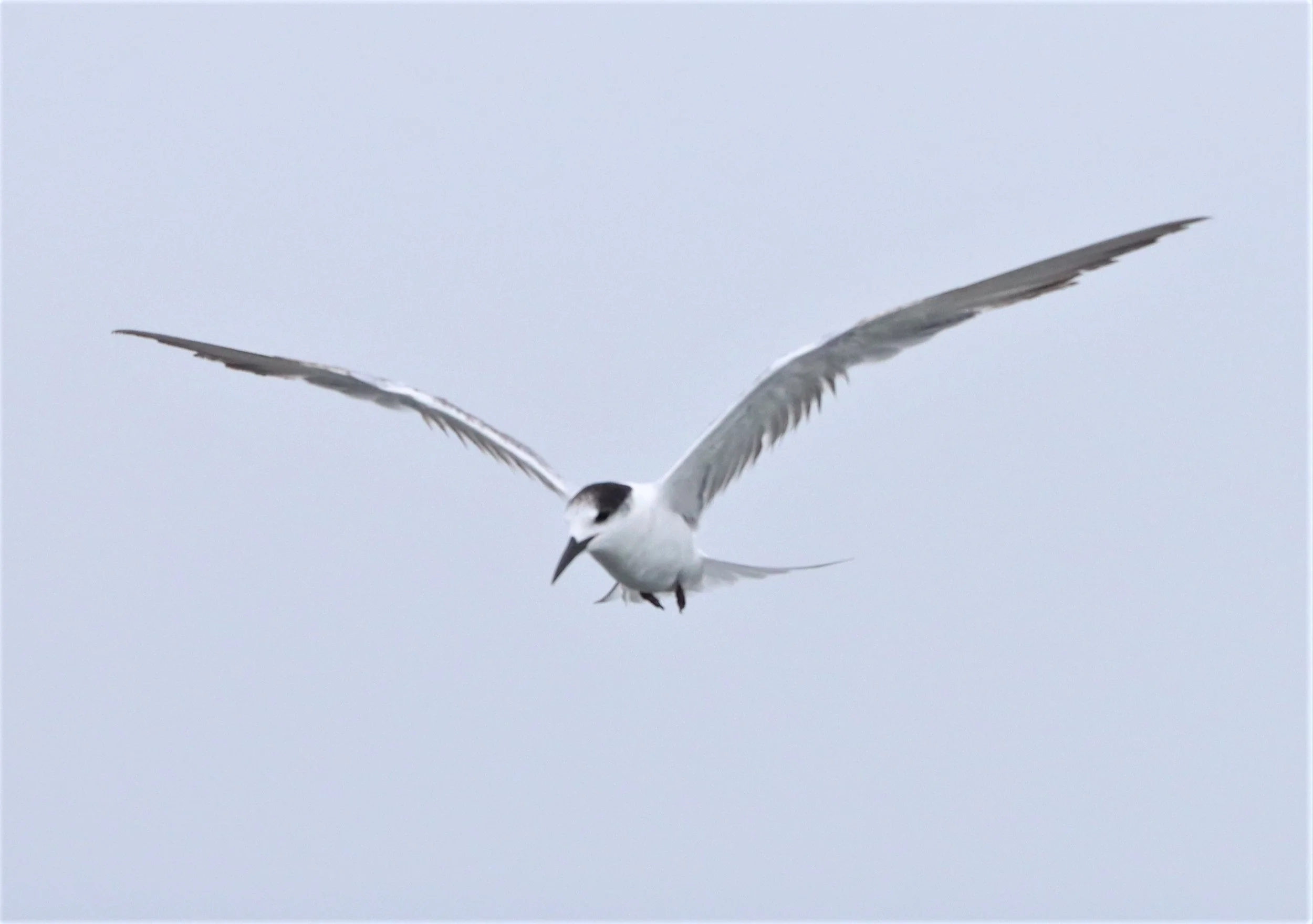 TERN - COMMON TERN - Sterna hirundo - UPPER SIAM GULF NEAR BKK (3).jpg