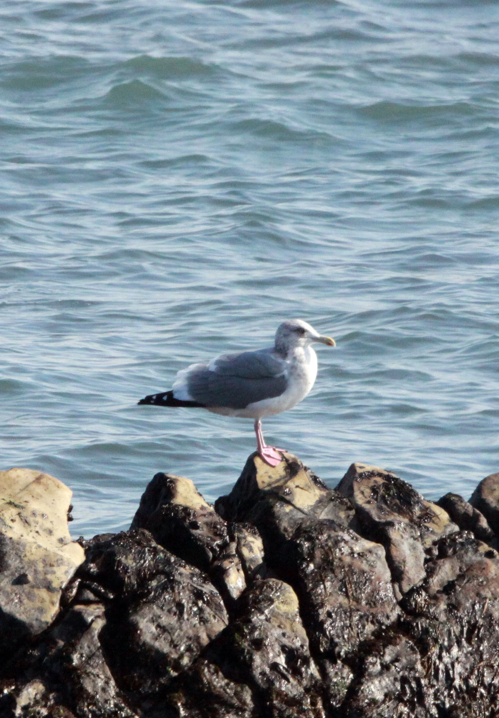 BIRD - VEGA GULL - SHIZUOKA COASTLINE JAPAN (1).JPG