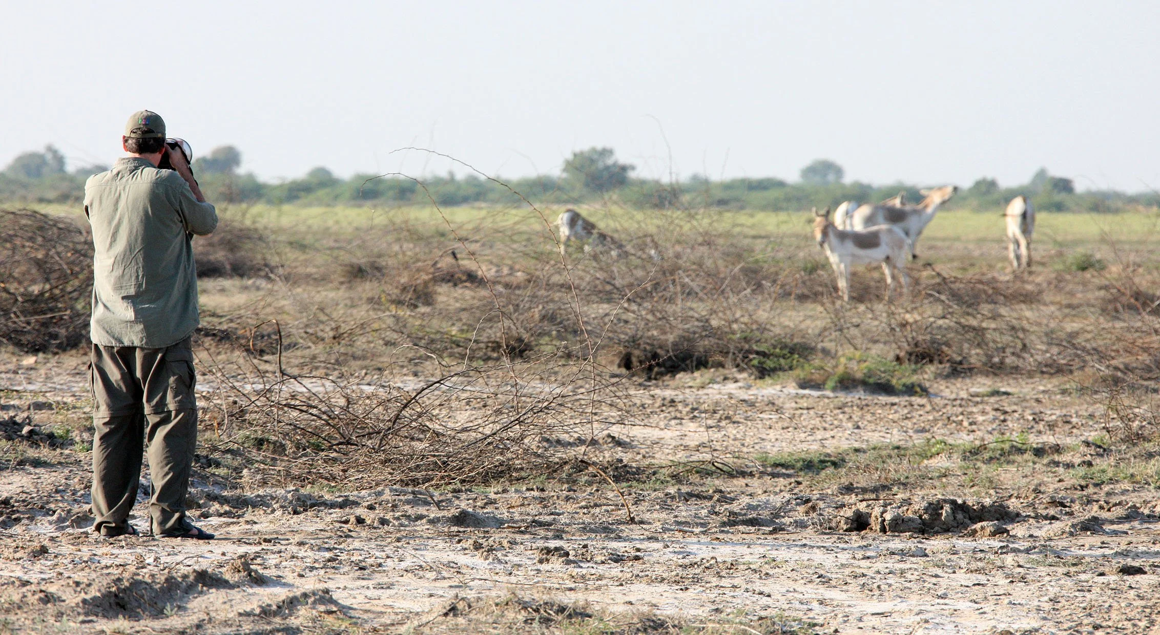Little Rann of Kutch Desert, Gujarat