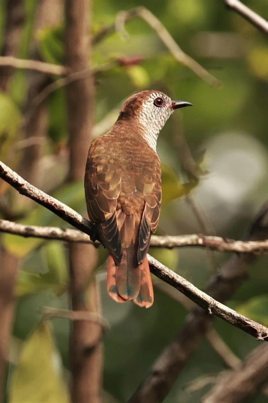 Violet Cuckoo (Chrysococcyx xanthorhynchus) Rama IX Park Bangkok (75).jpg