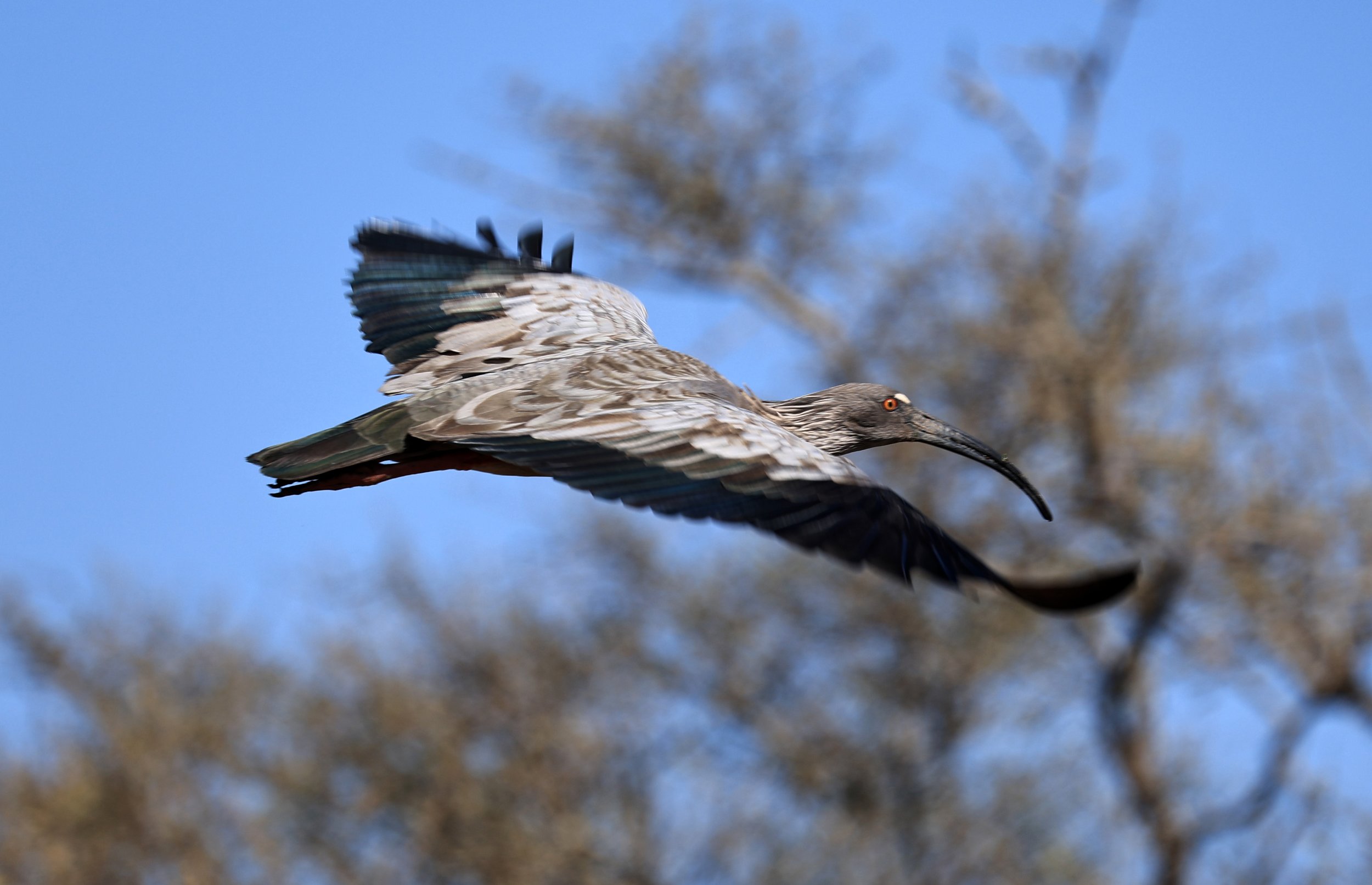 Plumbeous Ibis (Theristicus caerulescens) Agua Dulce Paraguay (4).jpg