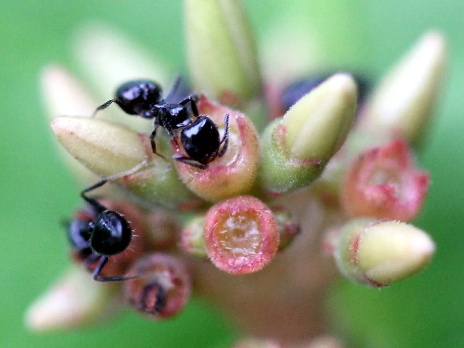 2013 in Nakhonsithammarat and some Krabi with Family (81).JPG