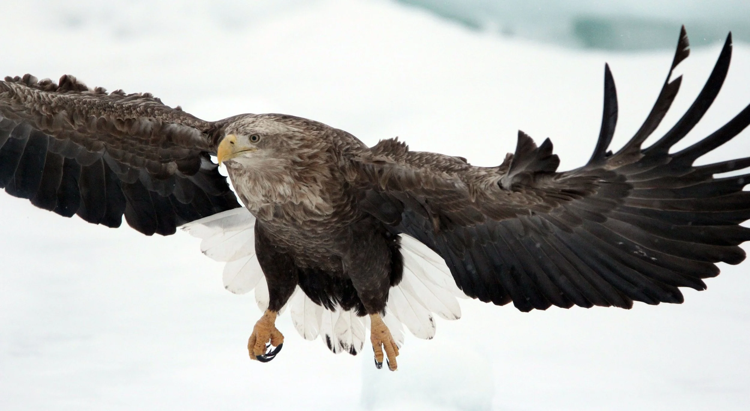 BIRD - EAGLE - WHITE-TAILED EAGLE - RAUSU, SHIRETOKO PENINSULA & NATIONAL PARK - HOKKAIDO JAPAN (31).JPG