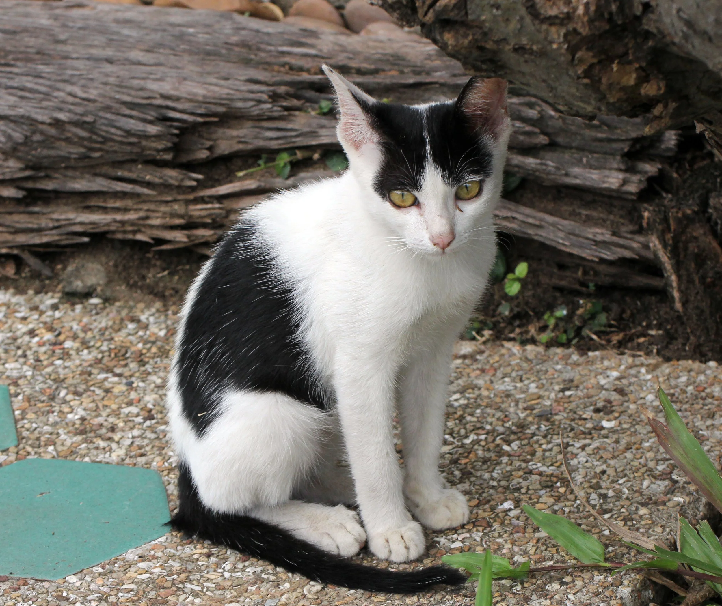 2013 Cha'am and Petchaburi with Family & Friends (44).JPG