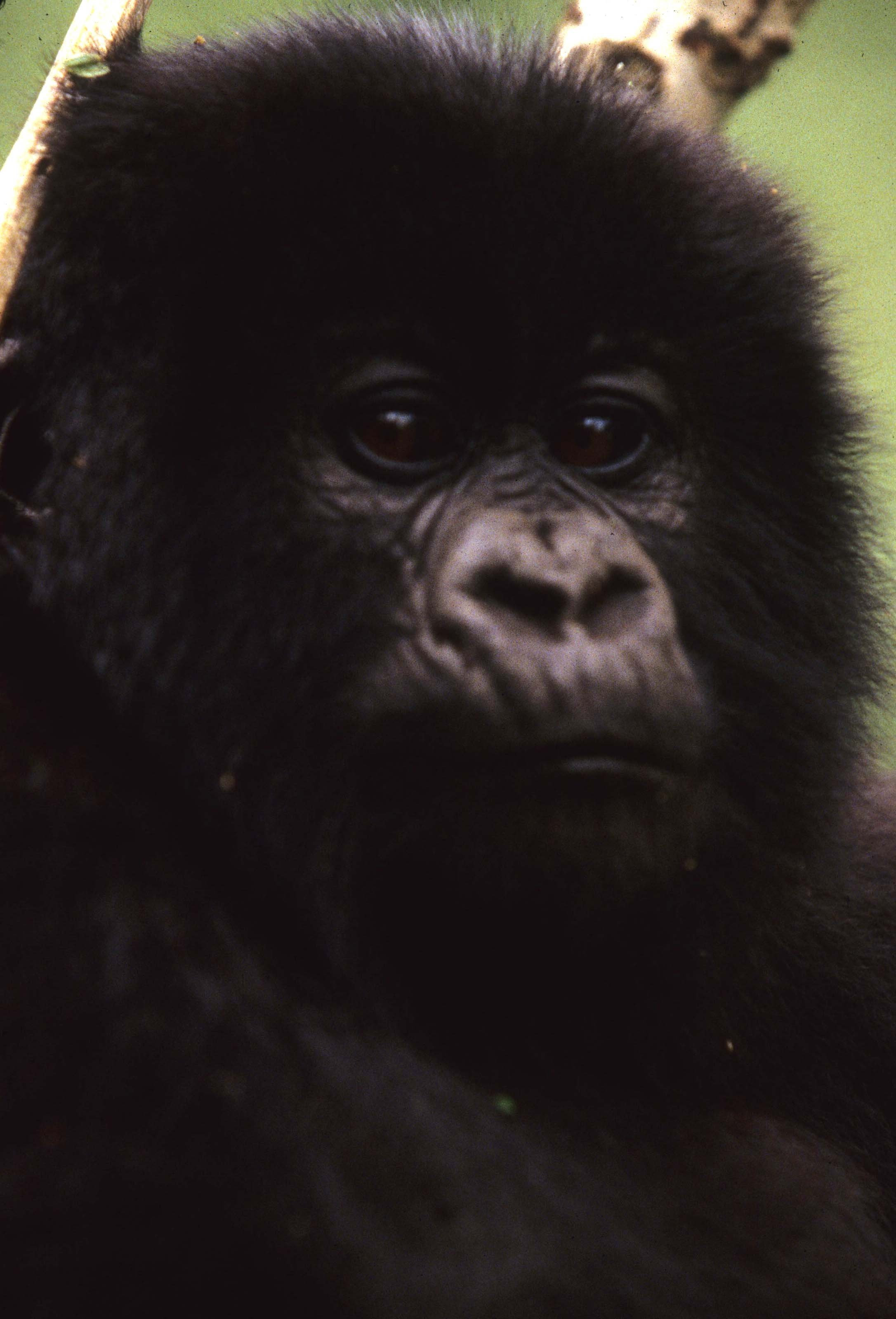 PRIMATE - GORILLA-RWANDA PARC DU VULCANS (81).jpg