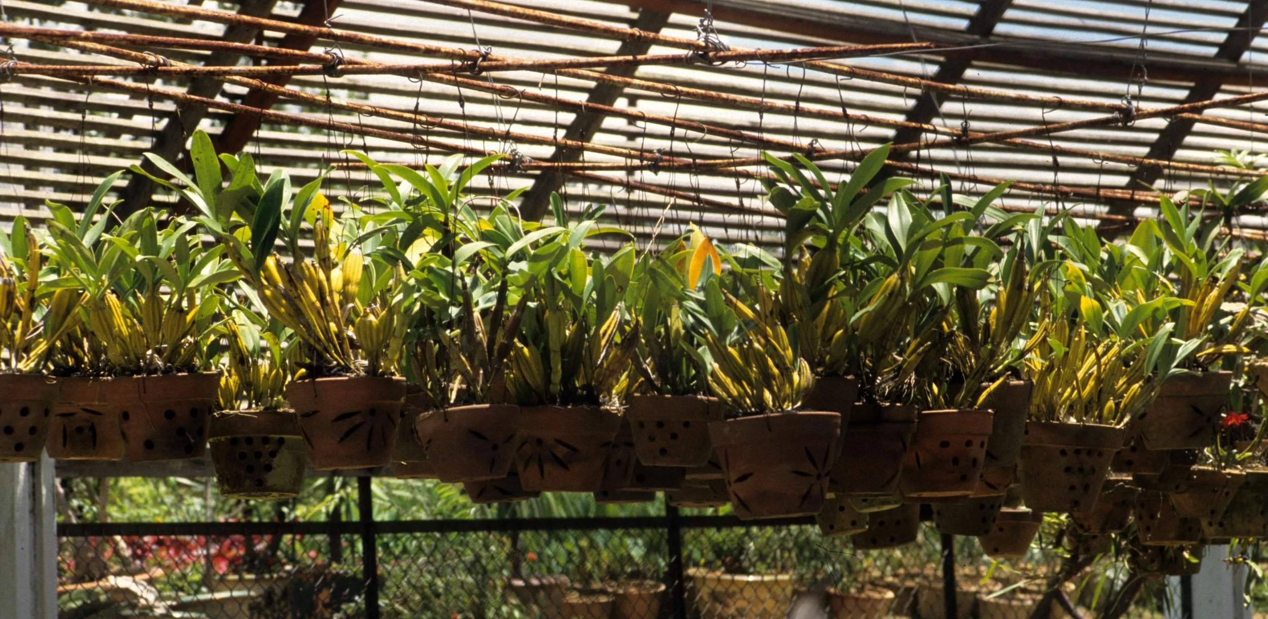DALAT - ORCHID FARM.jpg