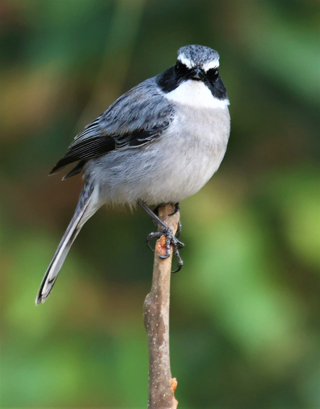 BUSH CHAT - GREY BUSH CHAT - Saxicola ferreus - DOI SAN JU (DOI LANG WEST) FEB 2022 (1).jpg
