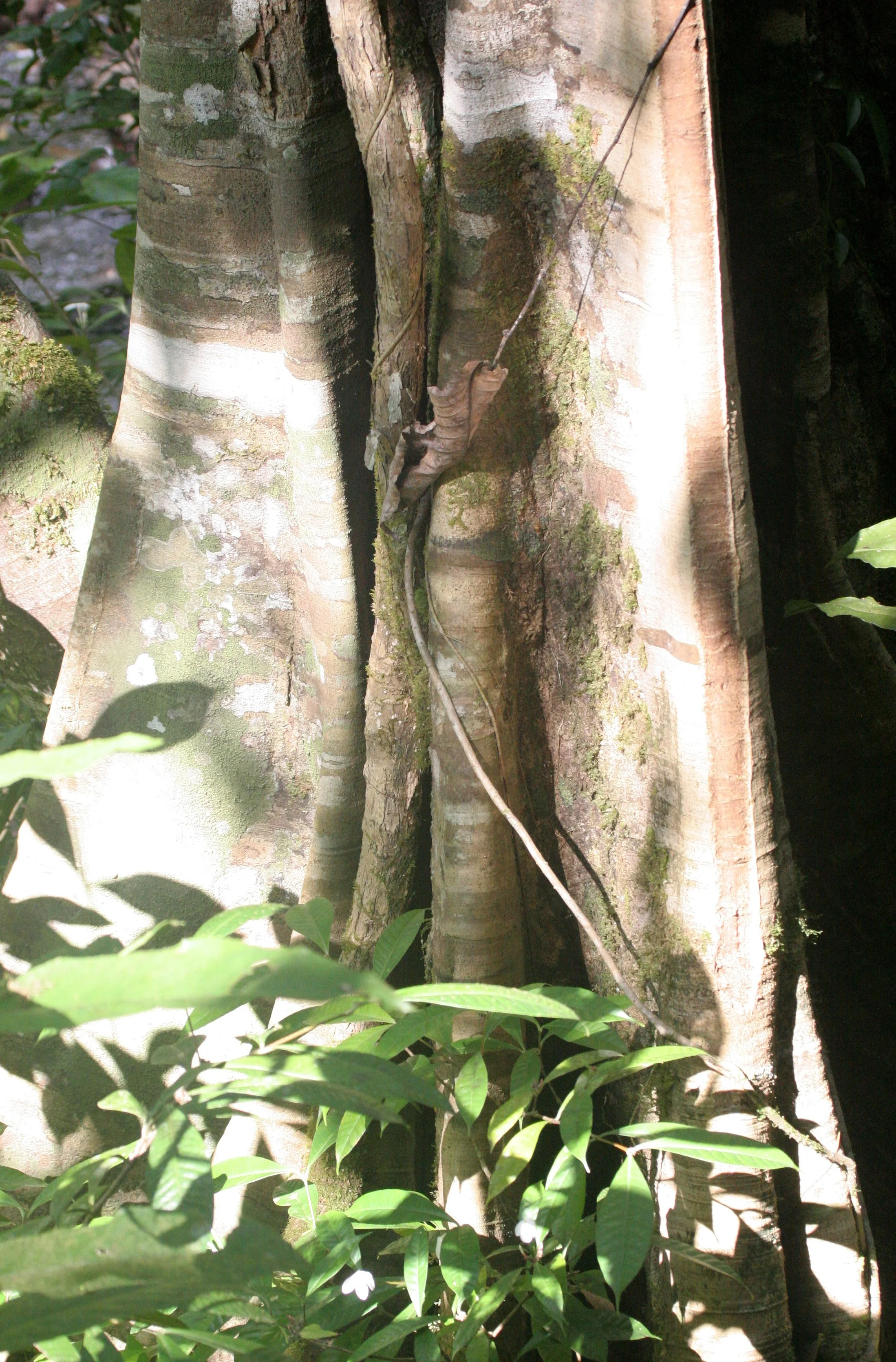 TABIN WILDLIFE RESERVE BORNEO - FICUS SPECIES.JPG