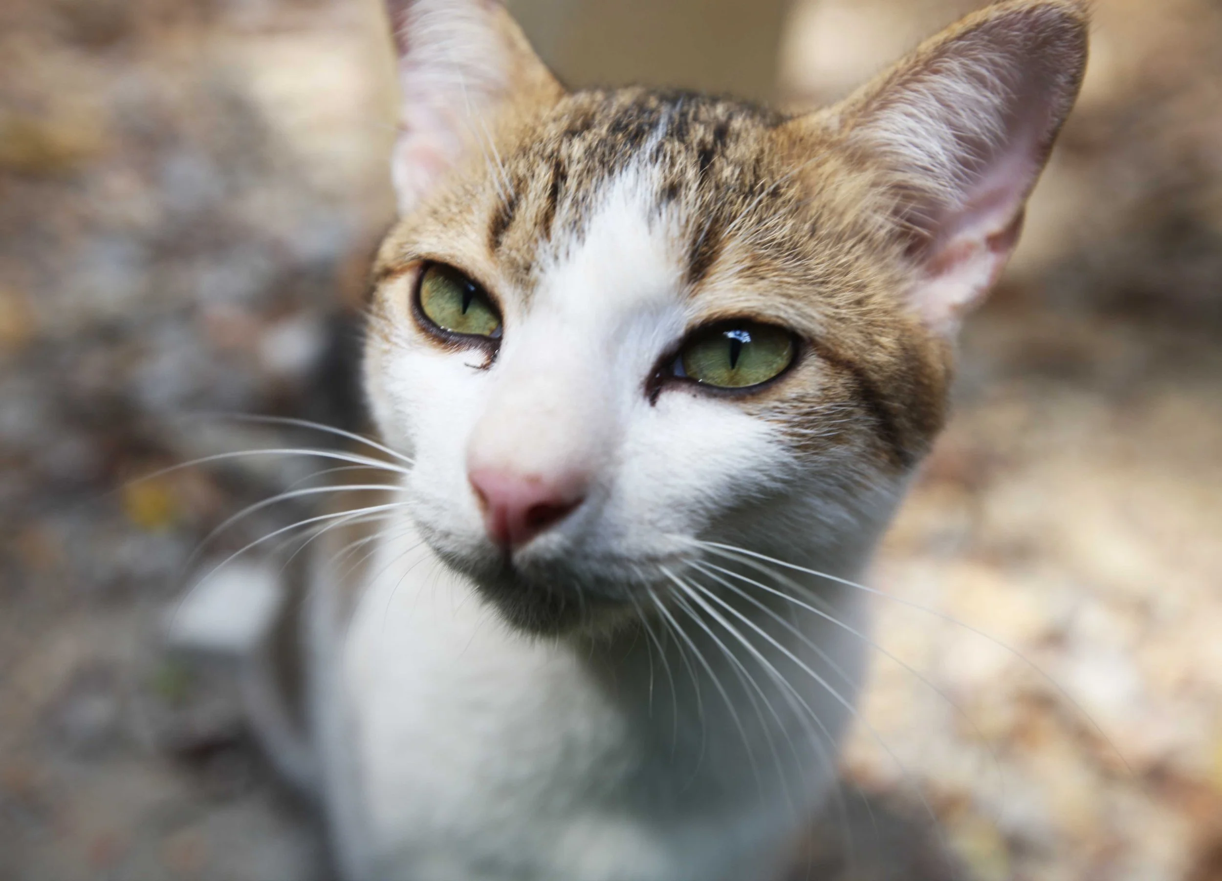 2015 Koh Lanta Songkran with friends from ISB (39).JPG