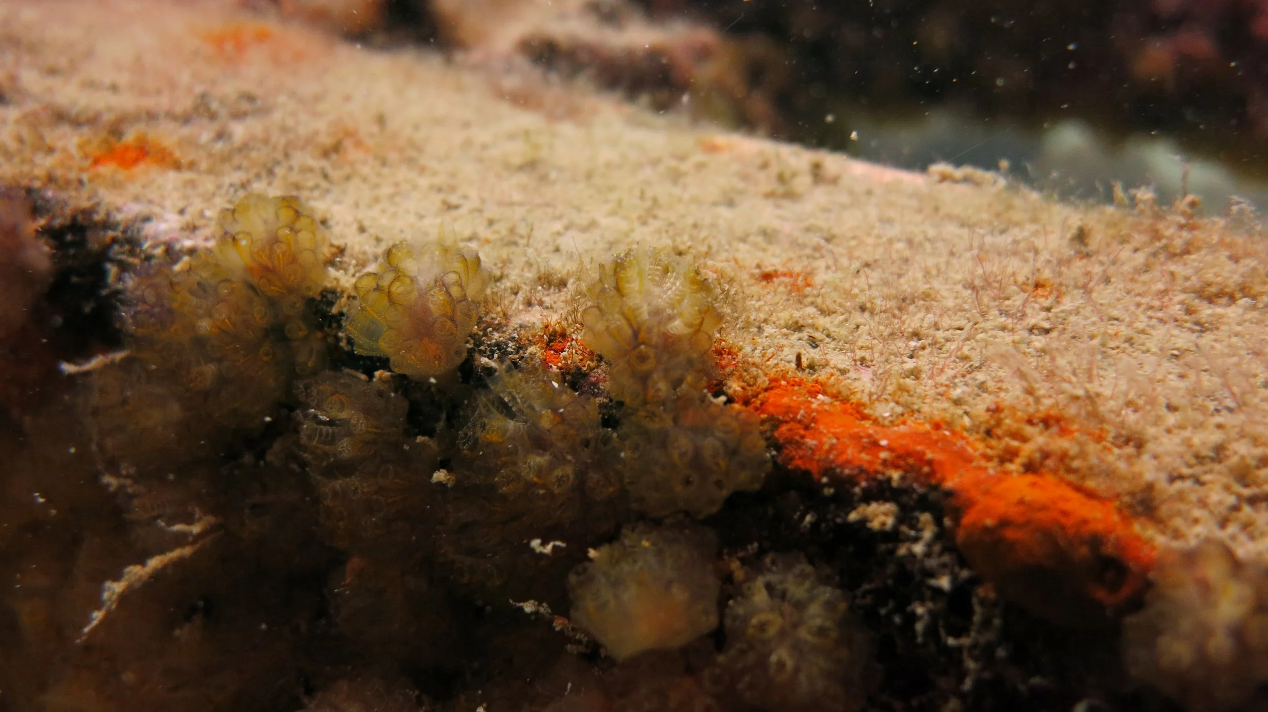 2016 BPS Satthahip Dive Trip with Marine Conservation Club (57).JPG