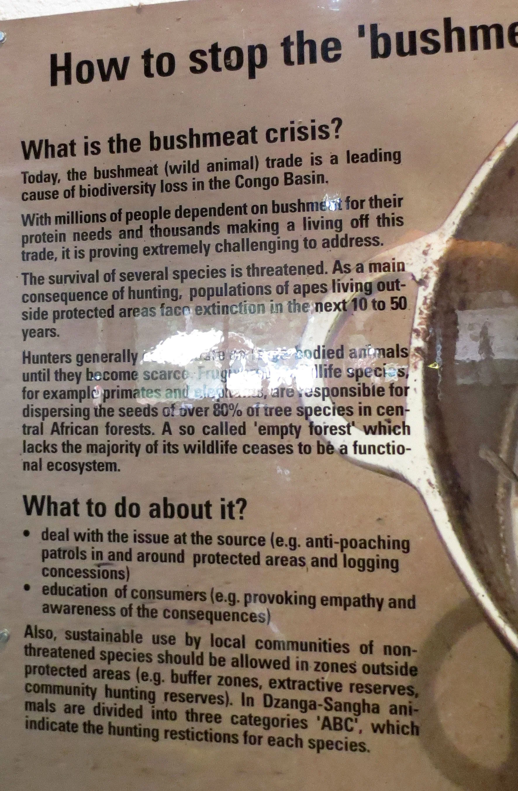 DZANGA NDOKI NATIONAL PARK CENTRAL AFRICAN REPUBLIC (68).JPG