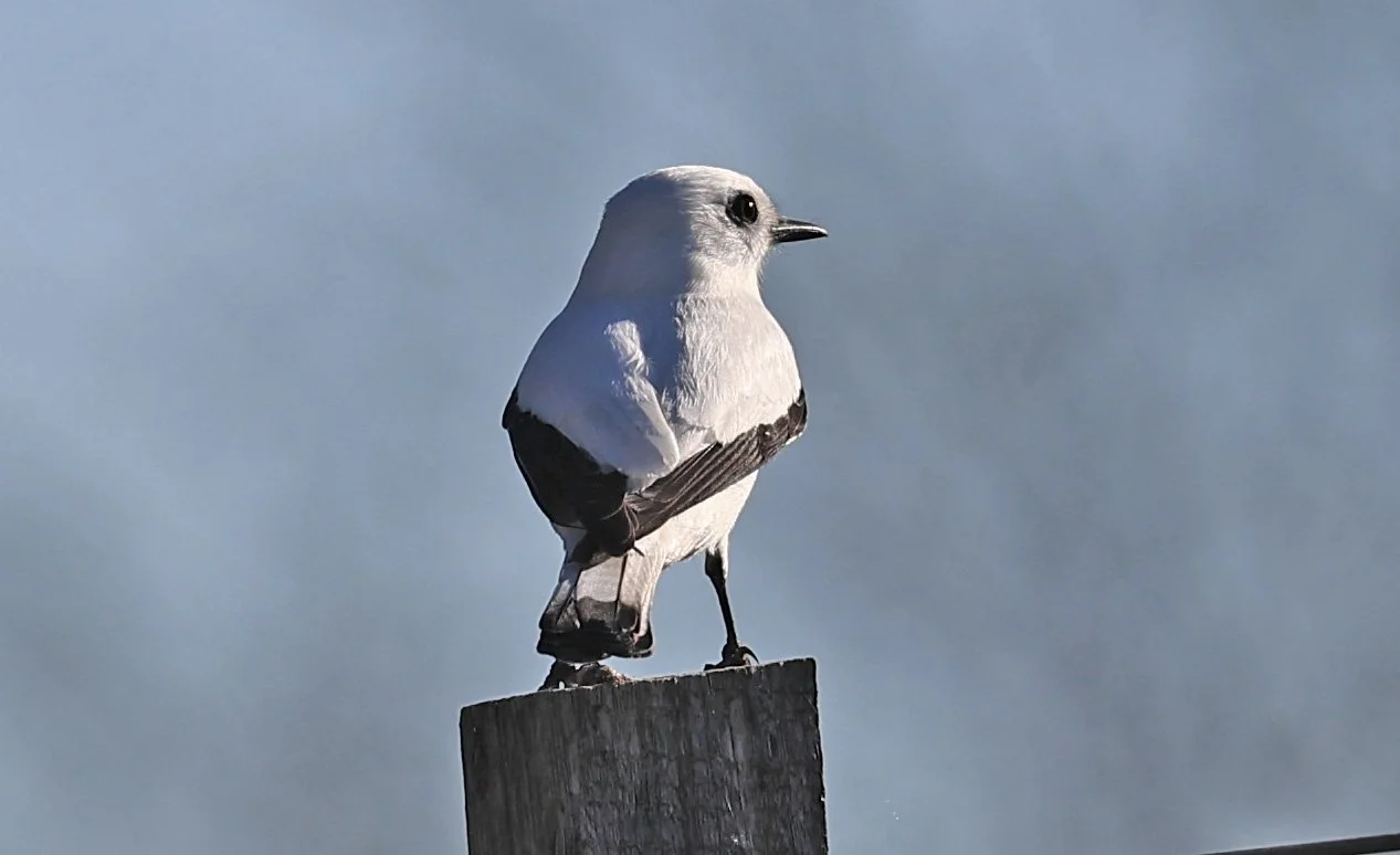 White Monjita (Xolmis irupero) Fortin Toledo Paraguay (12).jpg
